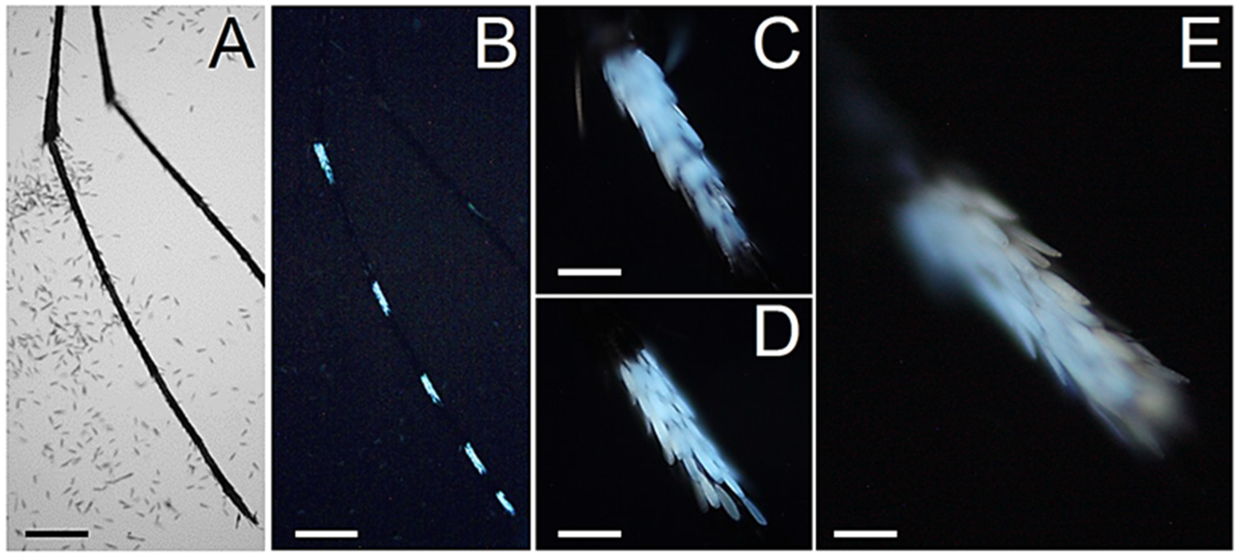 Molecules 27 00713 g008 Molecules 27 00713 g008