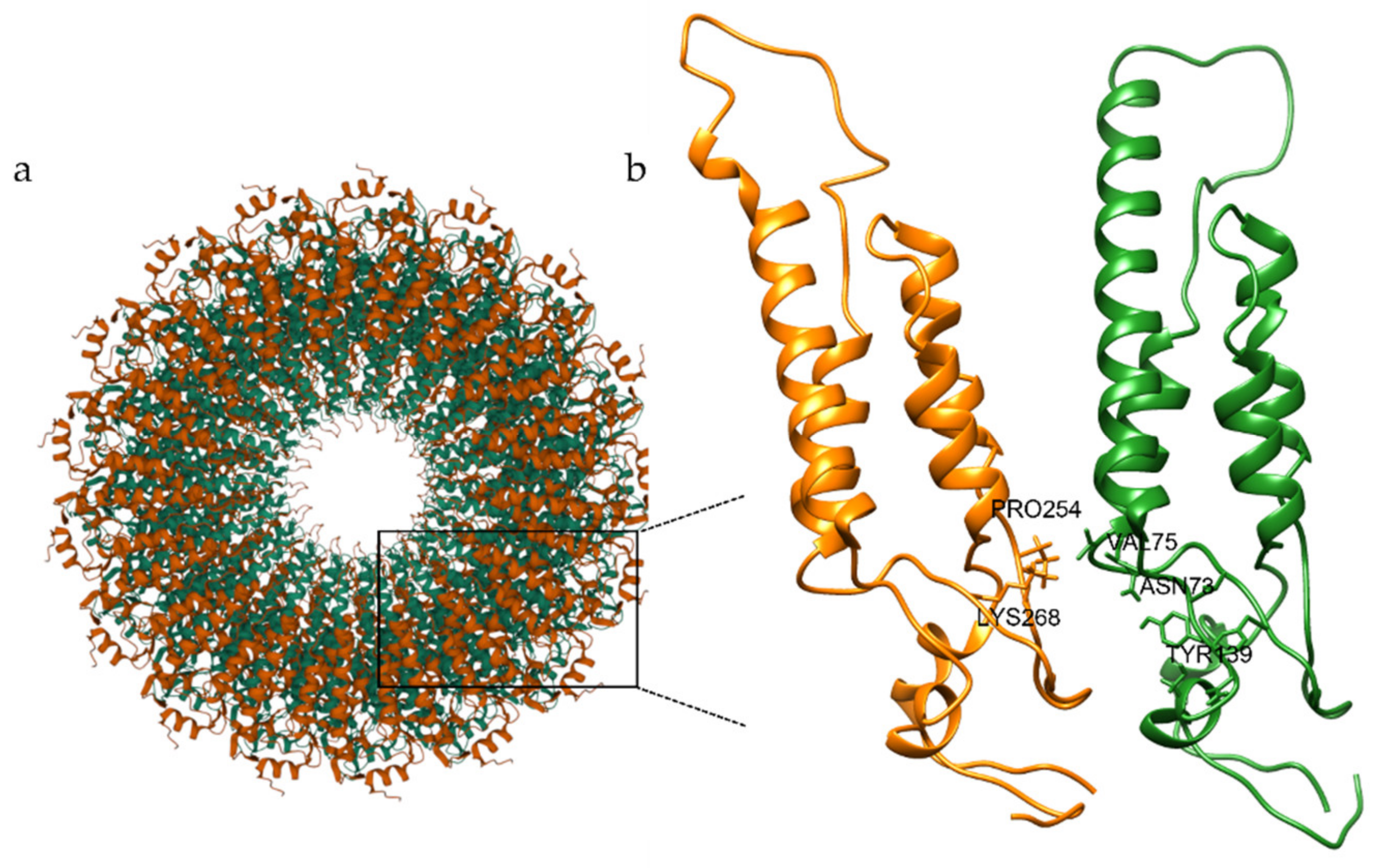 リング Autoxidation Products of the Methanolic Extract of the