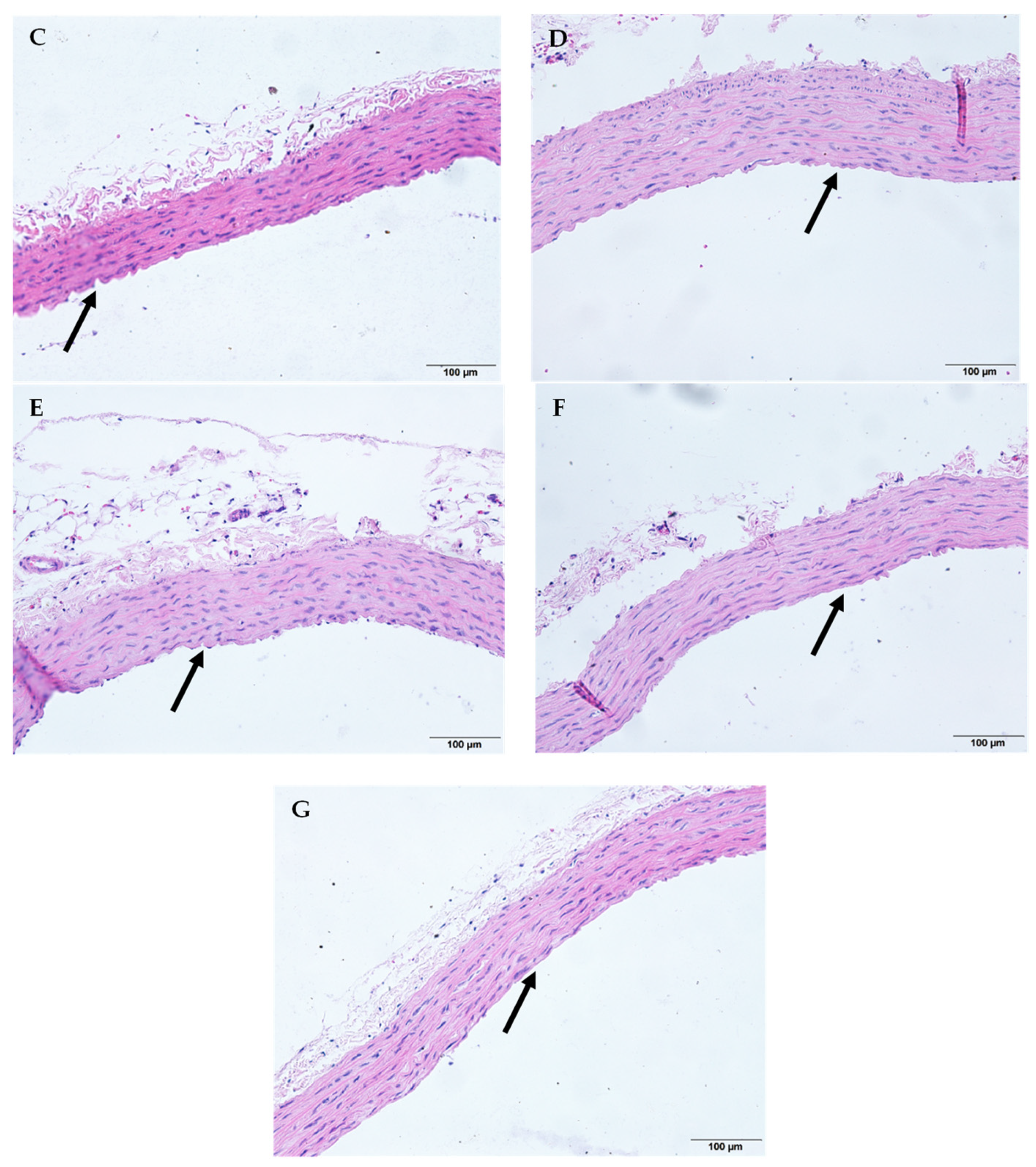Molecules 27 00866 g002b Molecules 27 00866 g002b