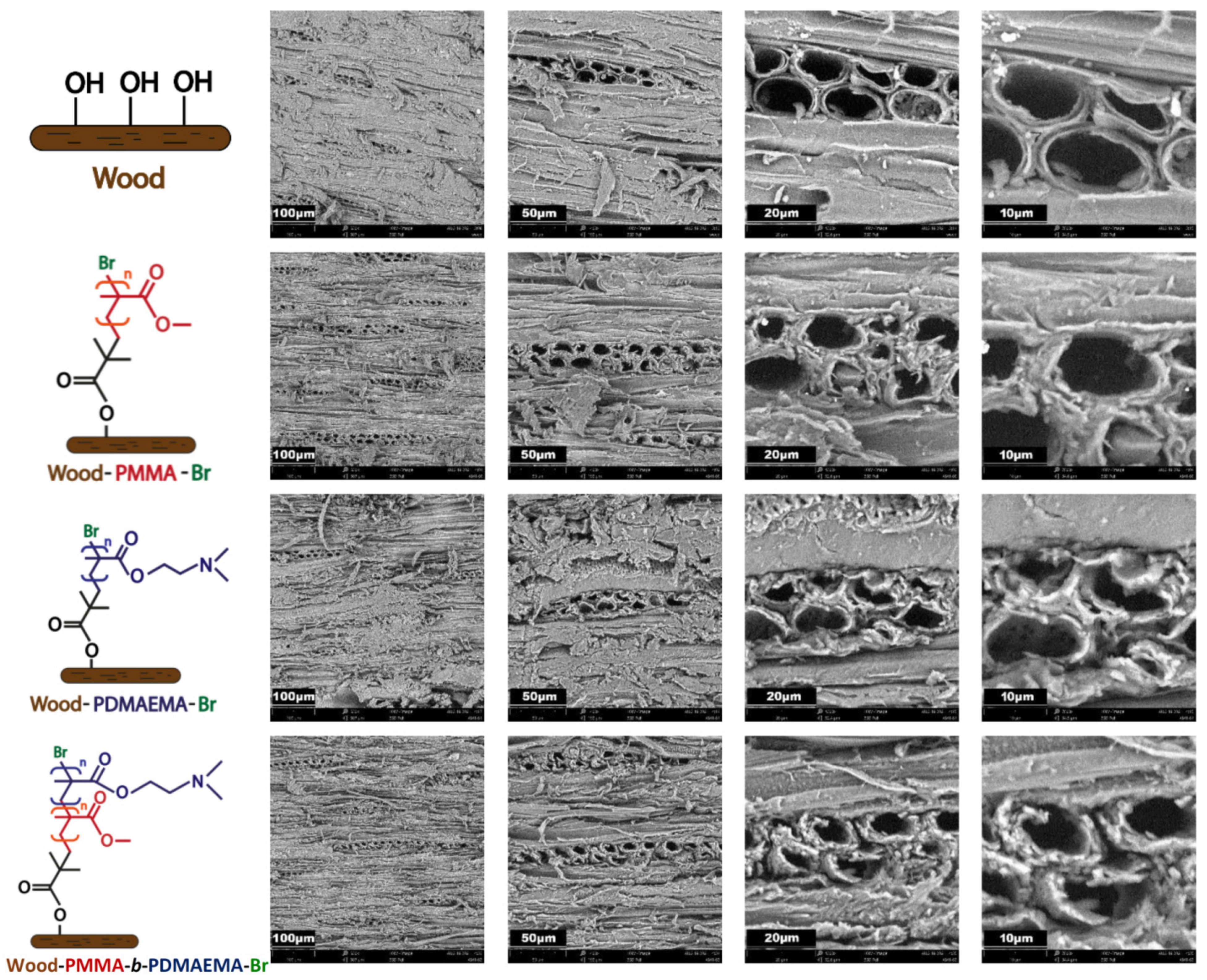 Molecules 27 00890 g004