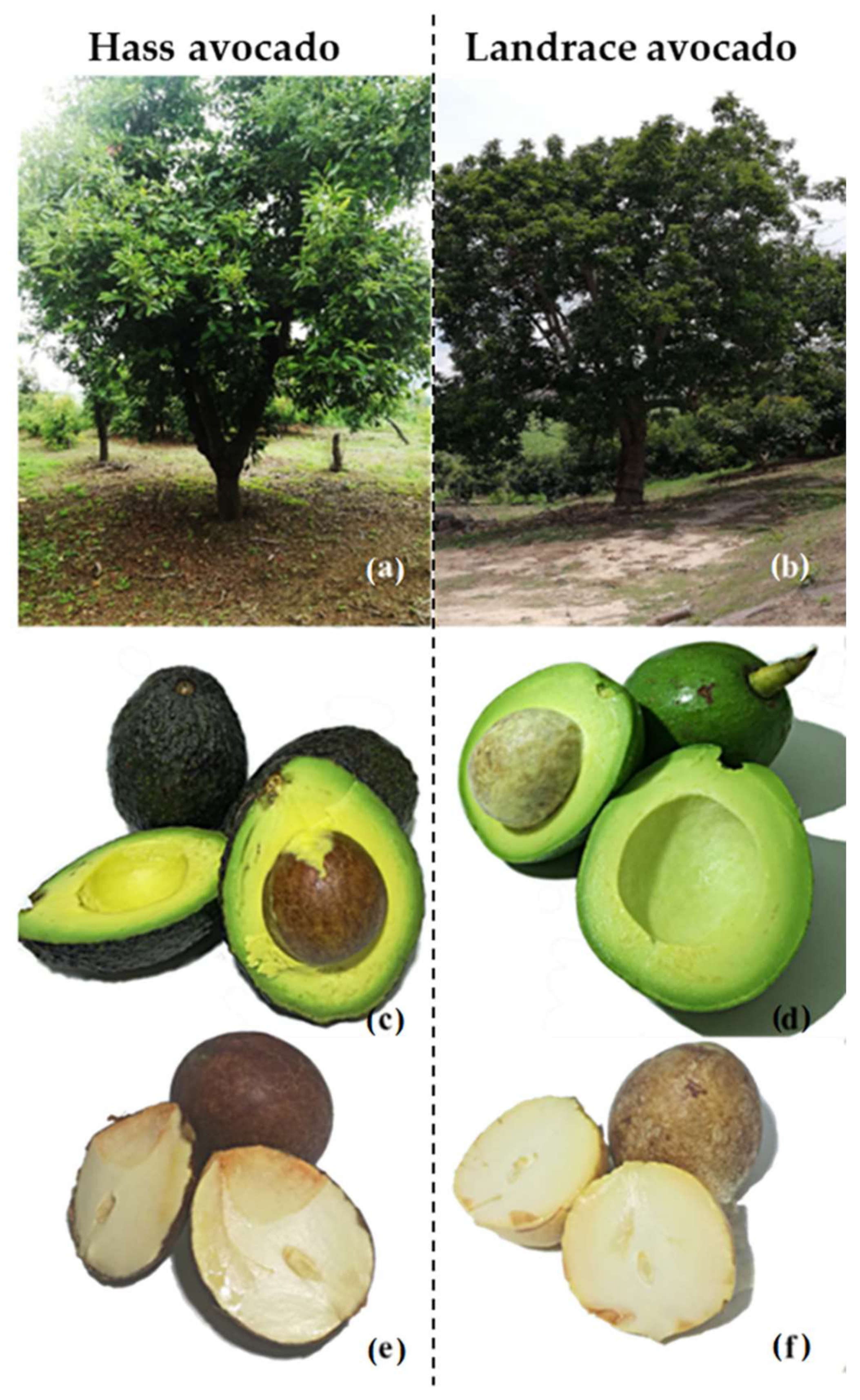 Molecules 27 00910 g007 Molecules 27 00910 g007
