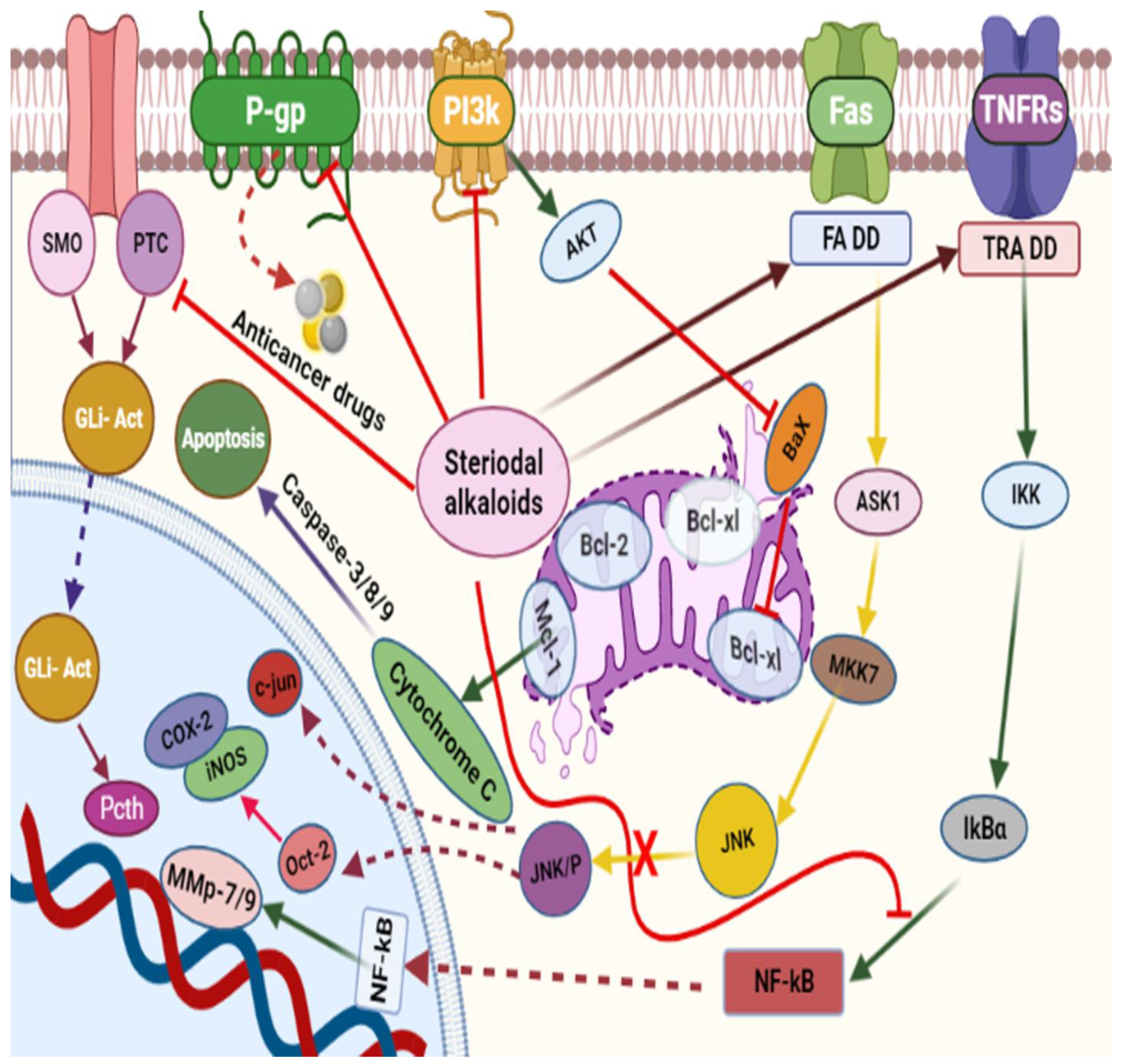 Examination of RVA-induced necroptosis and apoptosis by confocal