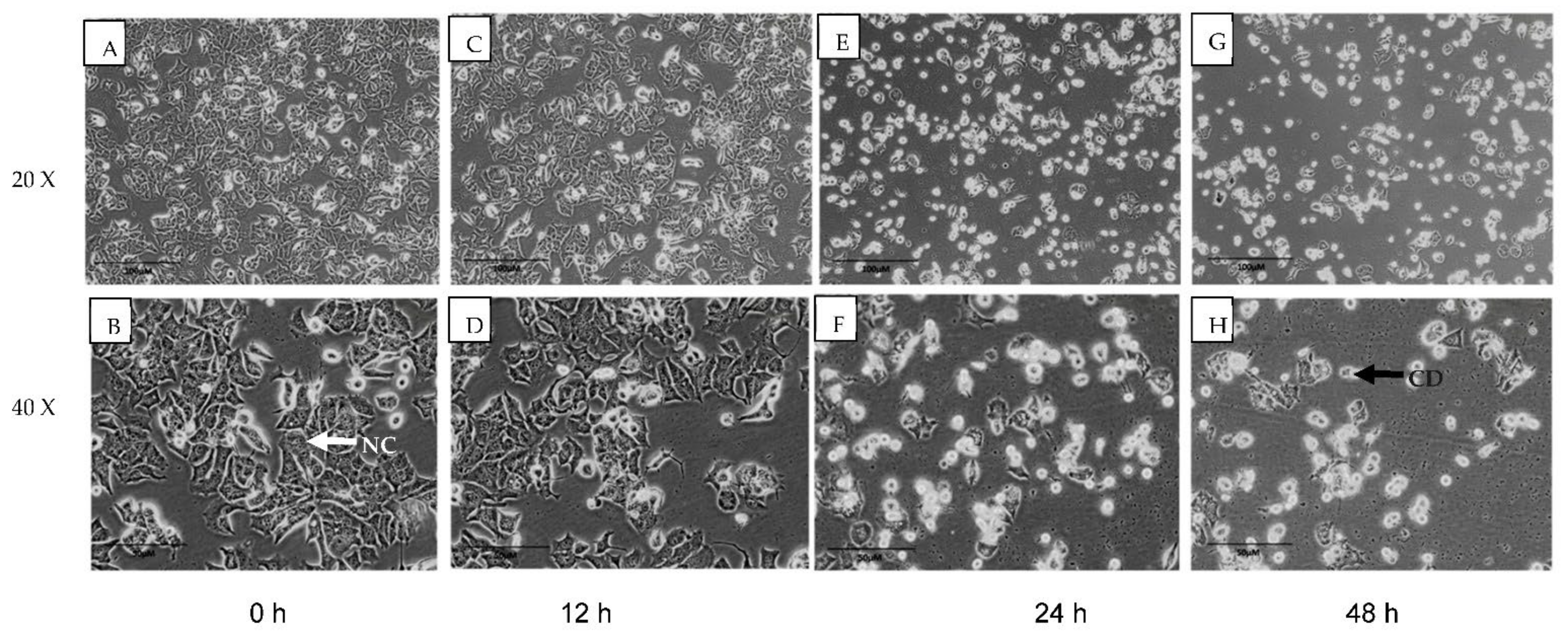 Molecules 27 00971 g002
