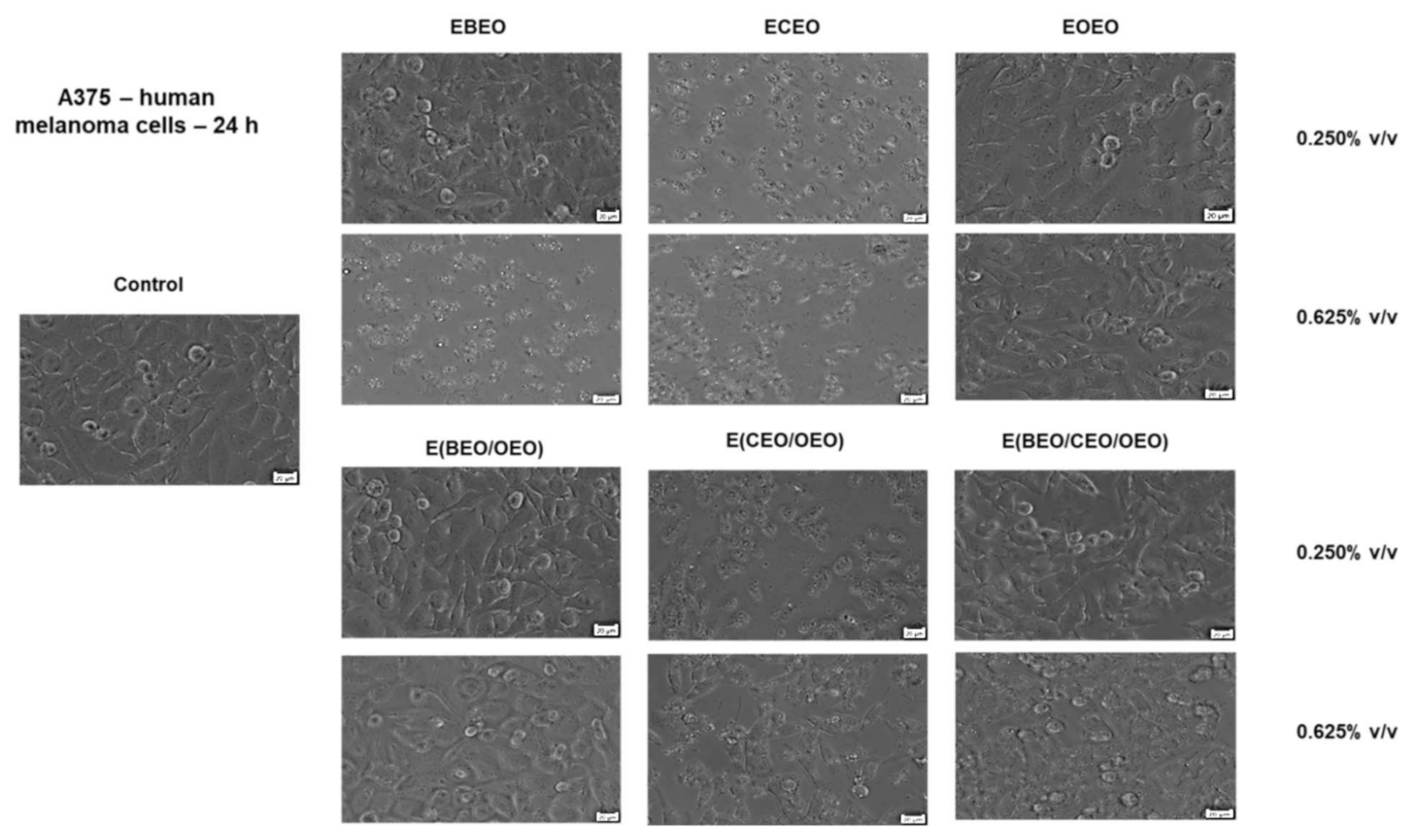 Molecules 27 00990 g006 Molecules 27 00990 g006