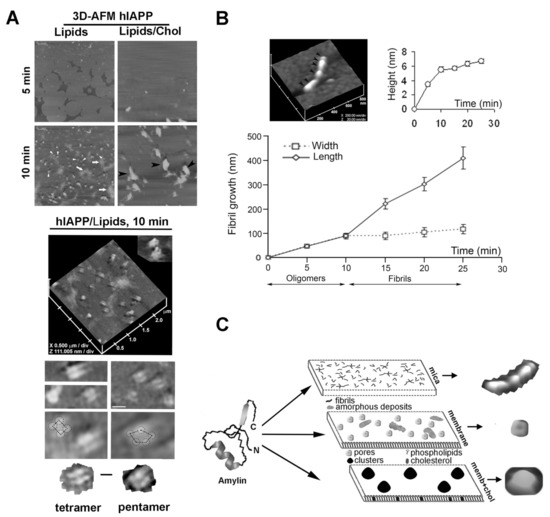 Molecular Mechanisms of Amylin Turnover, Misfolding and