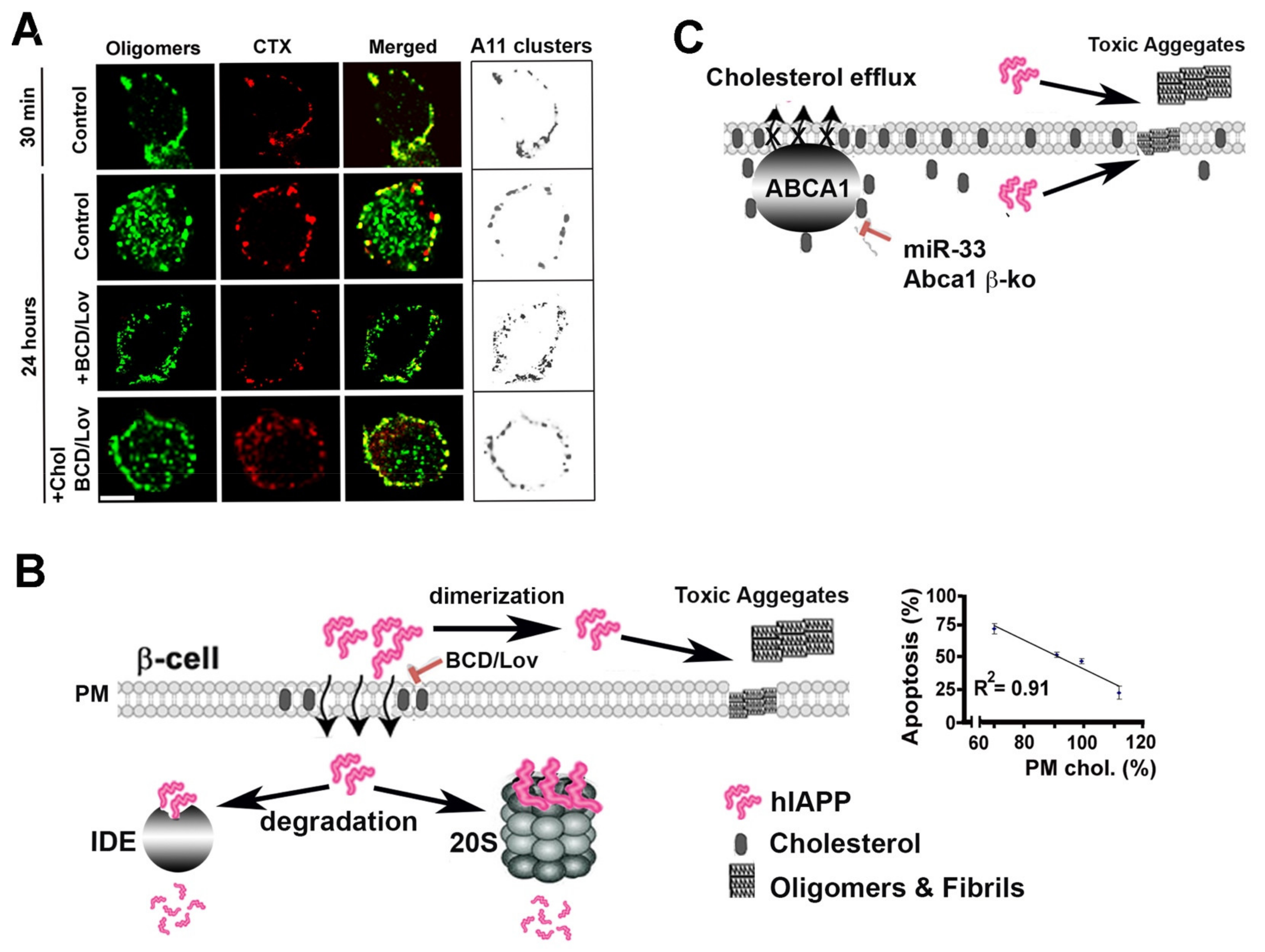 アコ Molecular Mechanisms of Amylin Turnover, Misfolding and