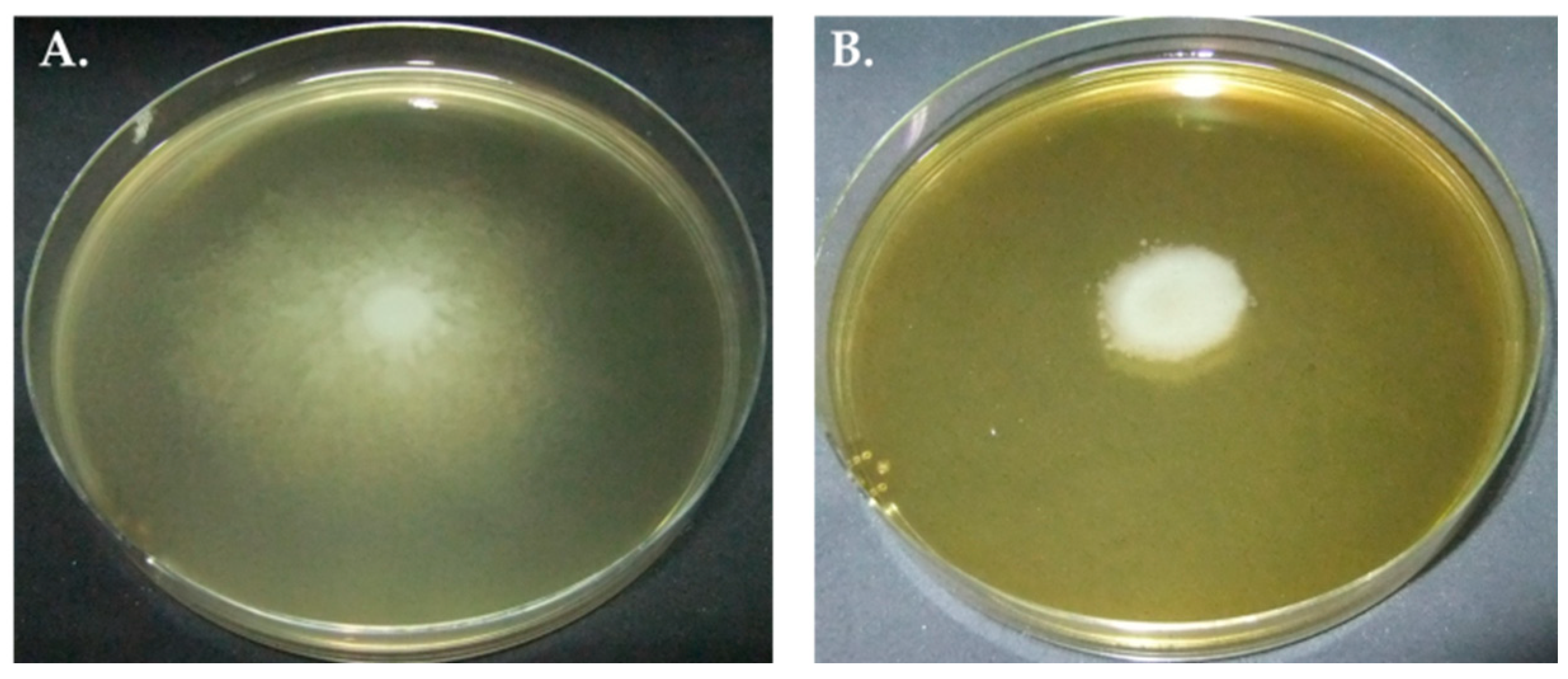 Molecules 27 01092 g001