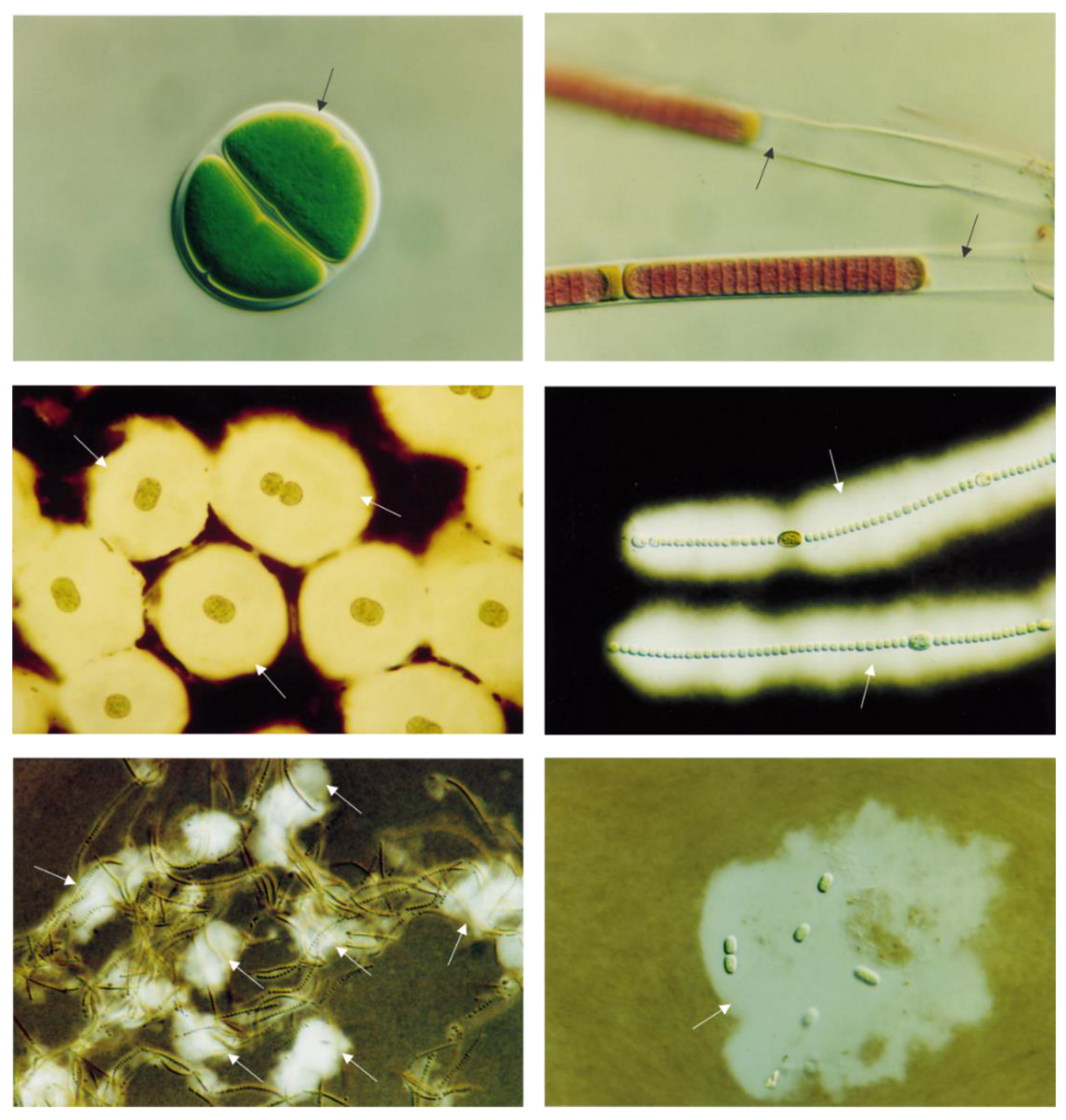 Molecules 27 01178 g006