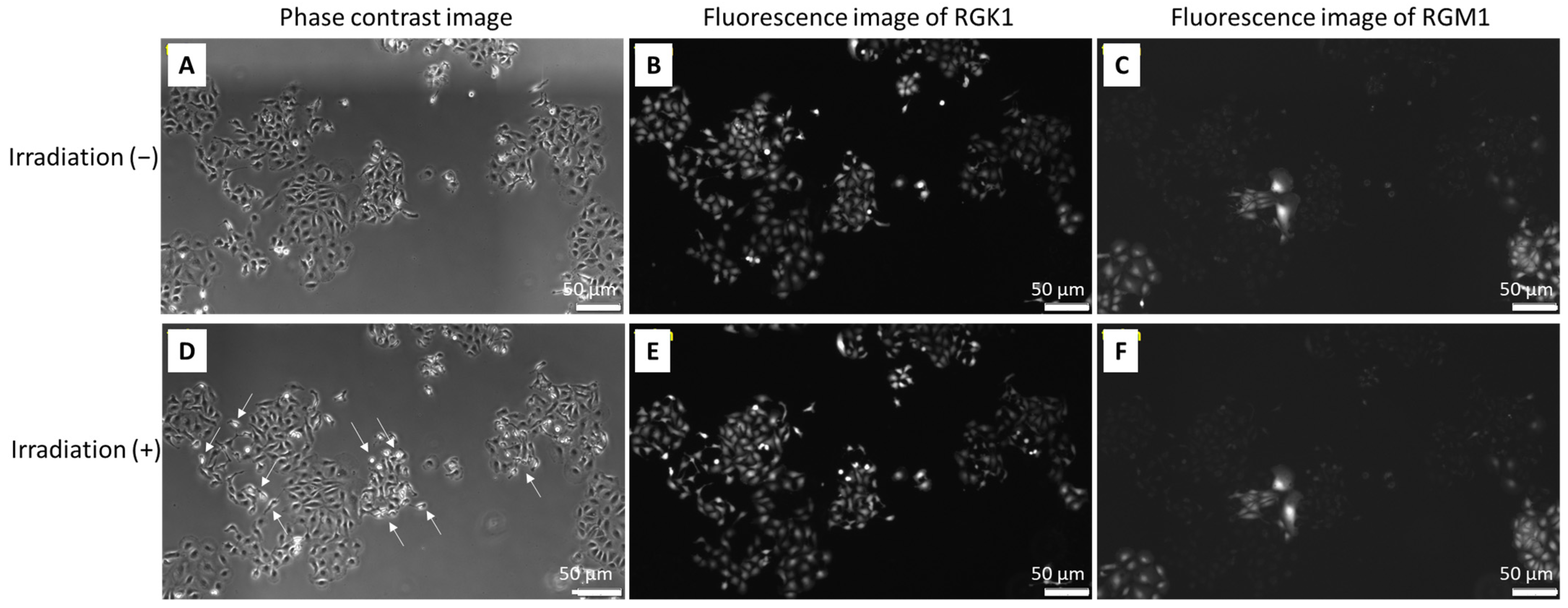 Molecules 27 01238 g004 550