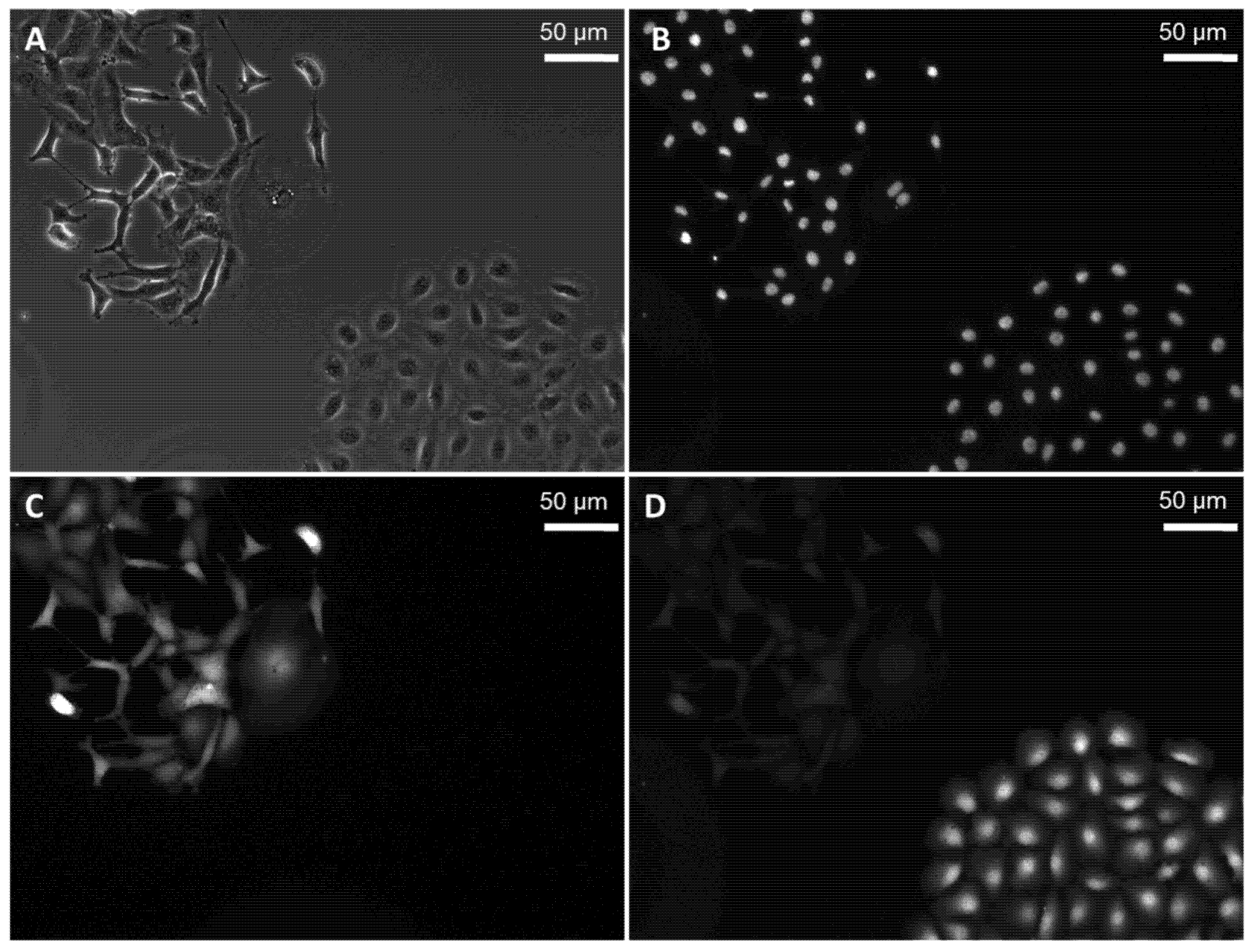 Molecules 27 01238 g005 550