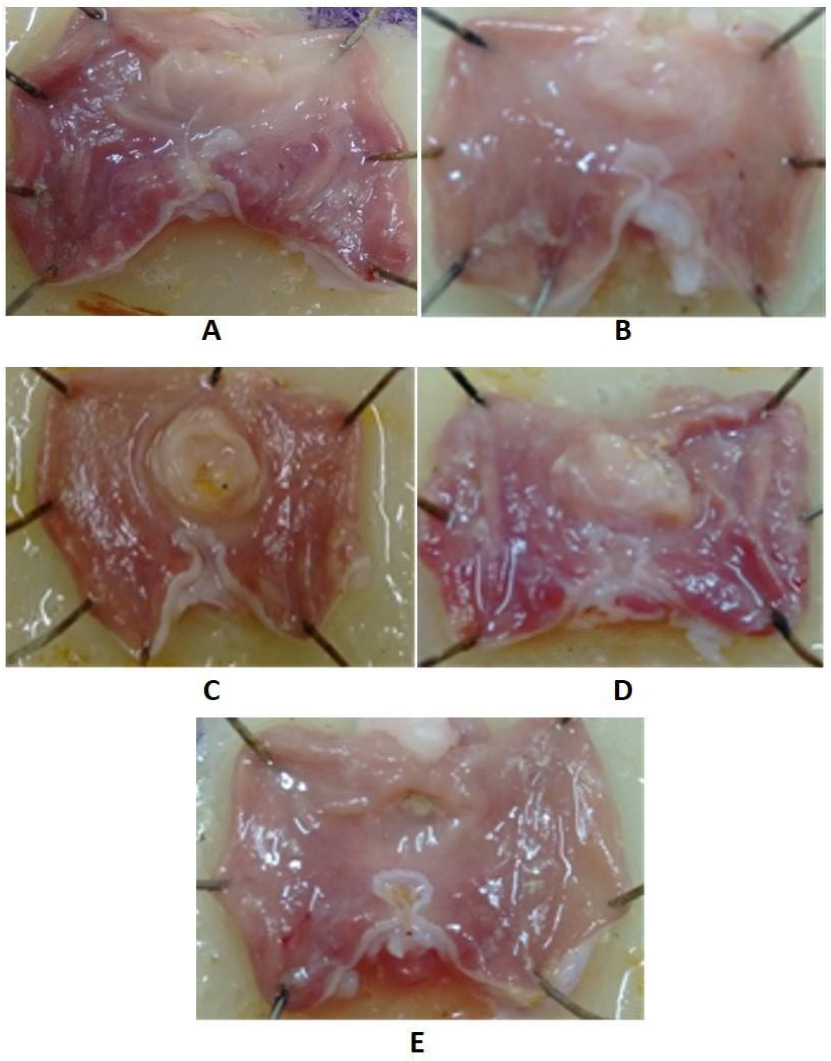 Molecules 27 01262 g004 550