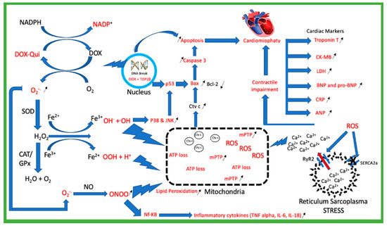 The Role of Flavonoids as a Cardioprotective Strategy against