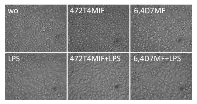 Molecules 27 01321 g002 550