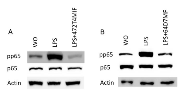 Molecules 27 01321 g005 550