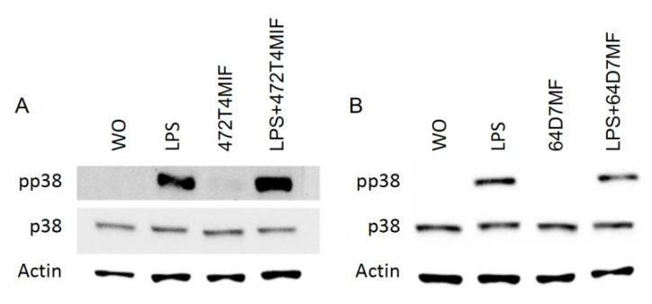 Molecules 27 01321 g006 550