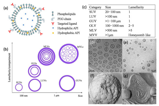 MVLs. (A and B) The structure (A) and molecular modeling (B) of