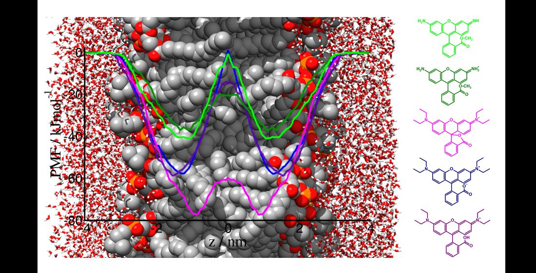 Molecules | Free Full-Text | Interactions between Rhodamine Dyes and ...