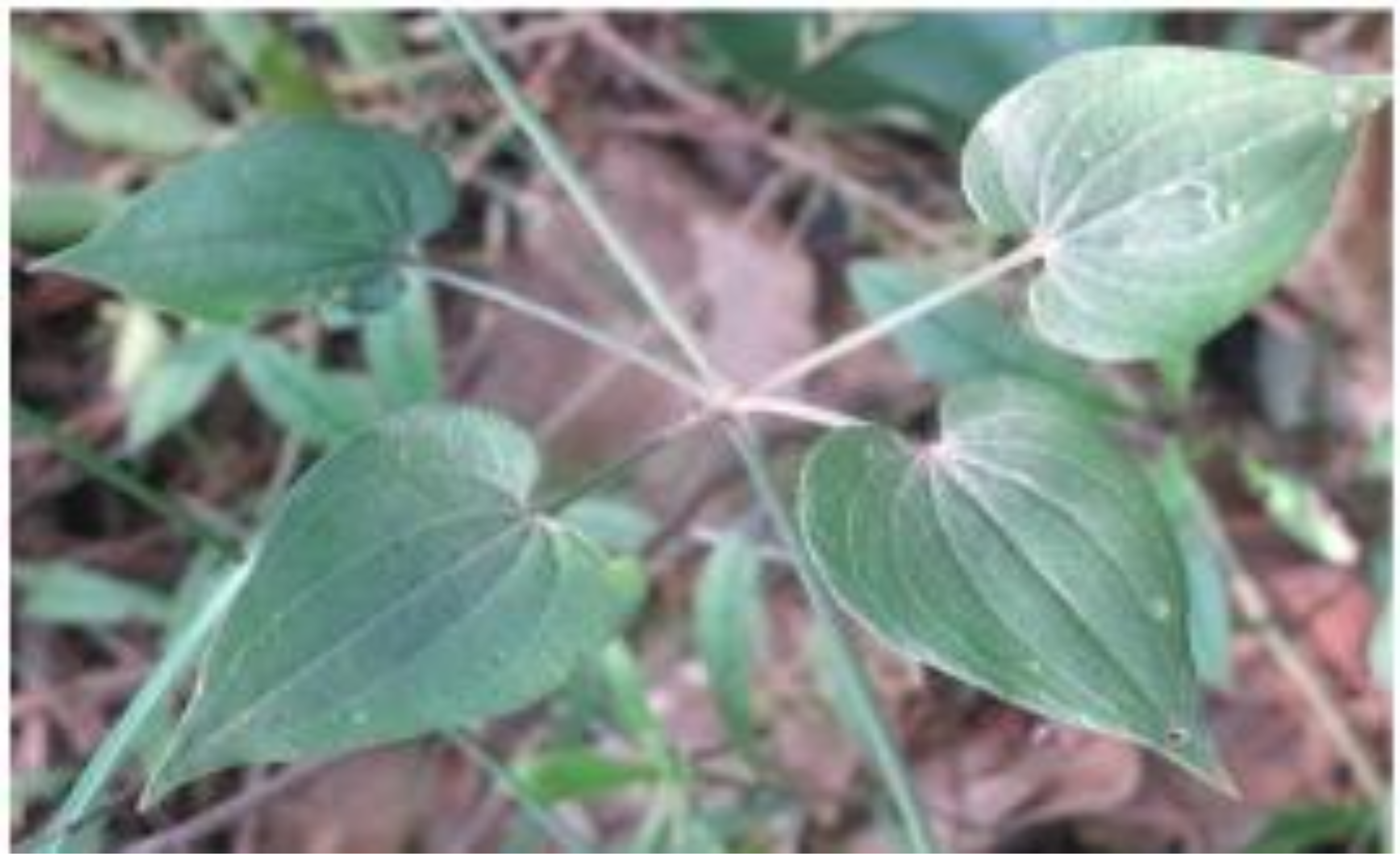 Molecules 27 01450 g001 550