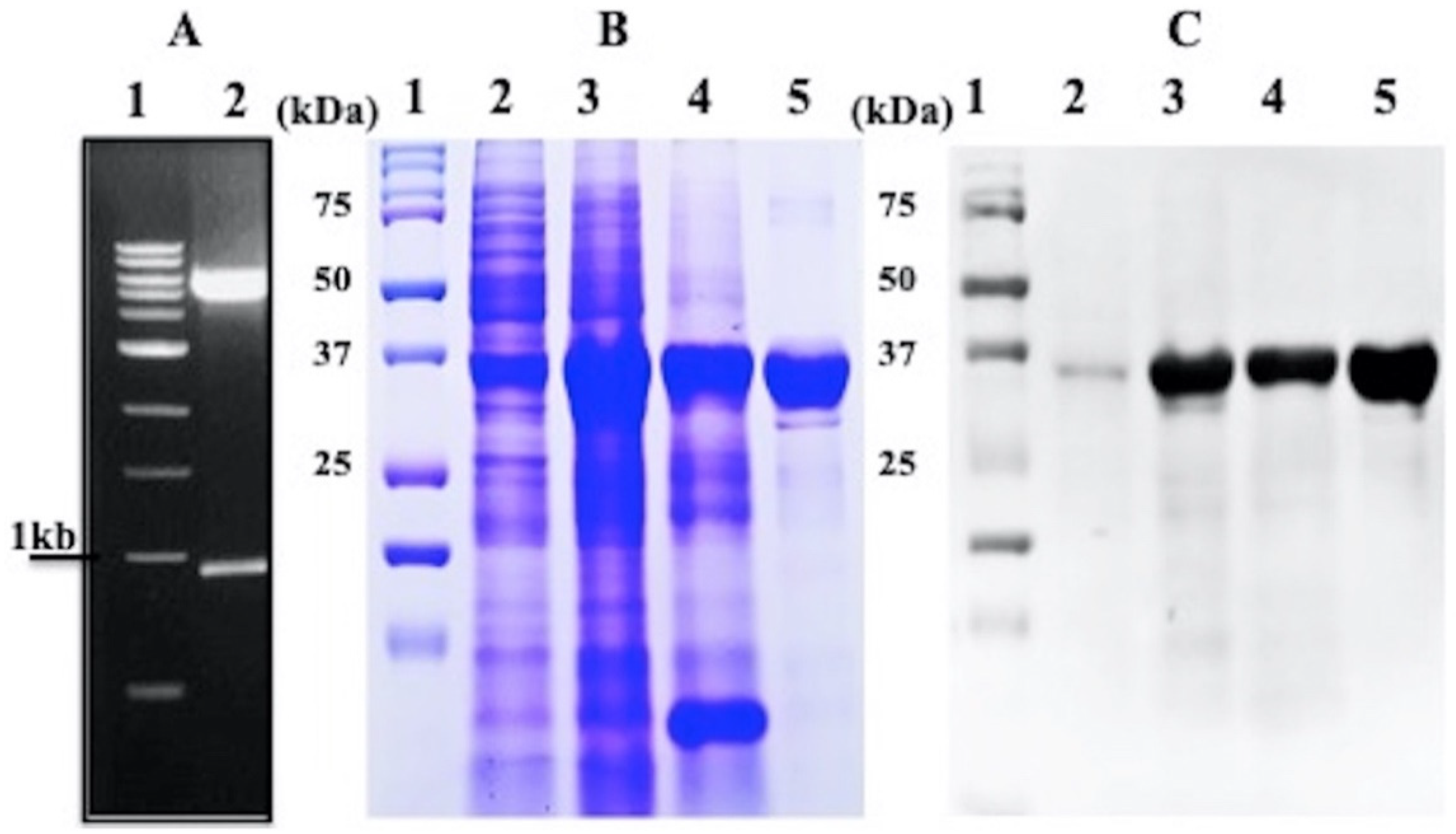 Molecules 27 01505 g001 Molecules 27 01505 g001
