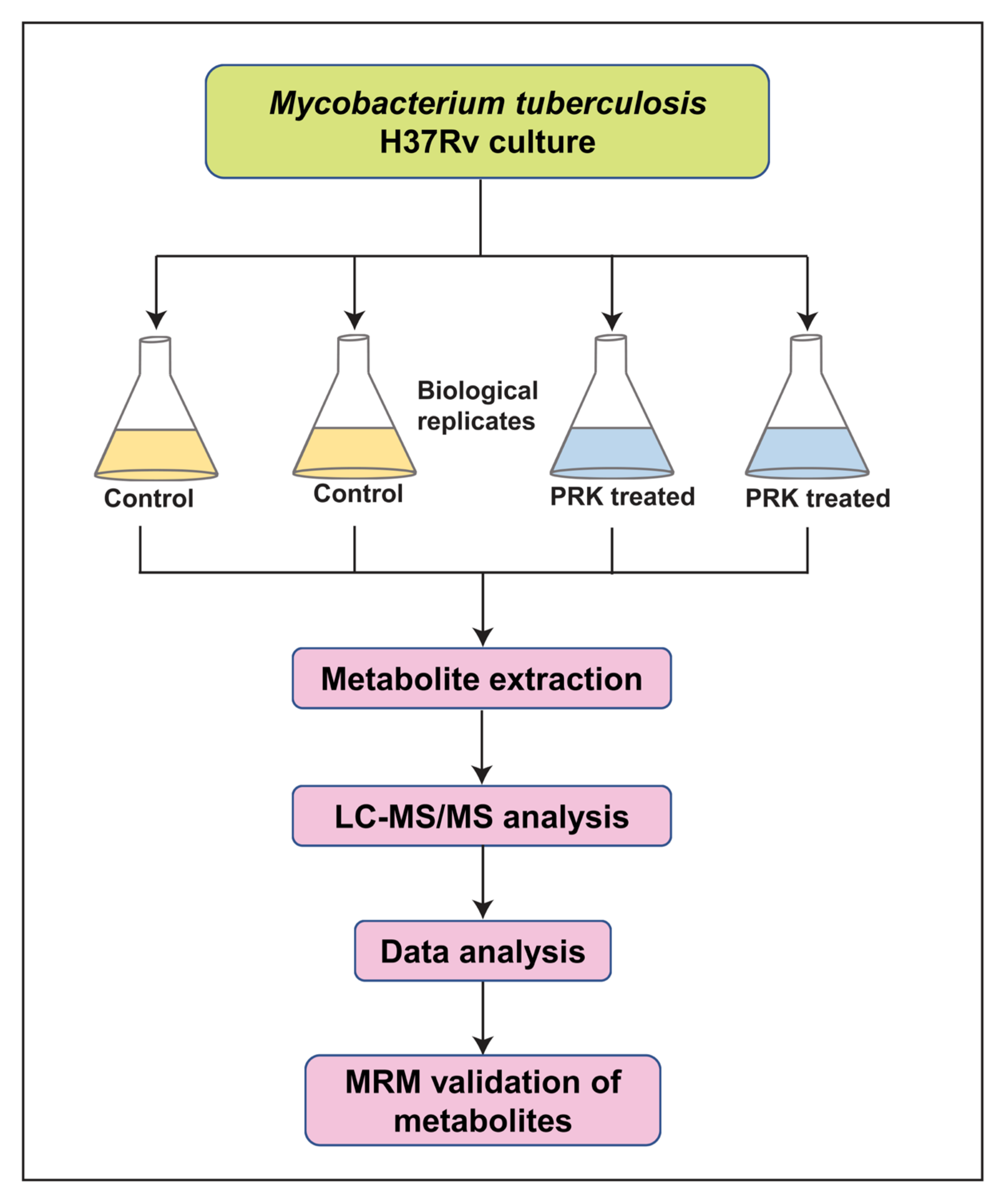 In Vitro and In Silico Analysis of Epithelial-Mesenchymal Transition and  Cancer Stemness as Prognostic Markers of Clear Cell Renal Cell Carcinoma