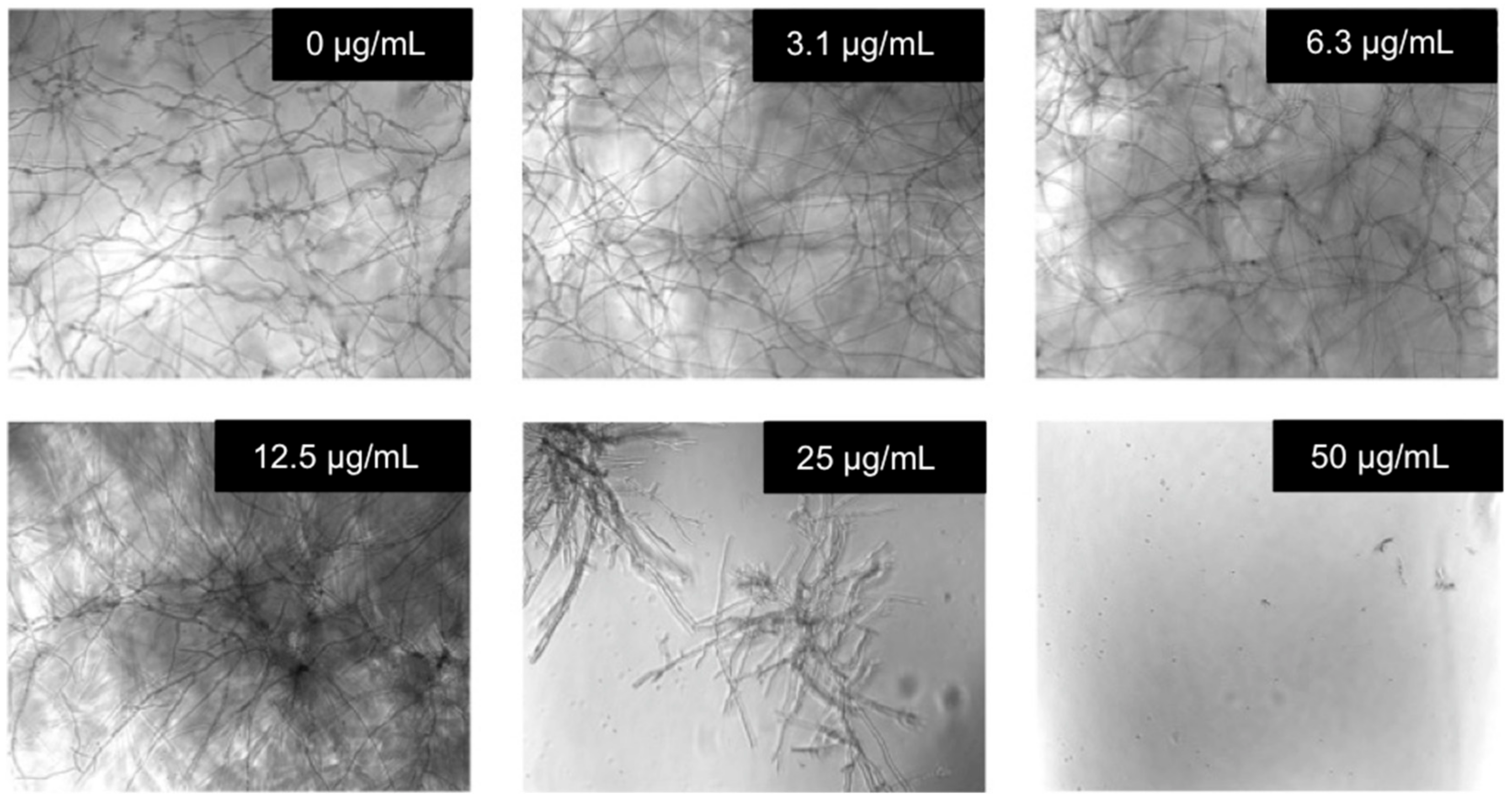 Molecules 27 01749 g005