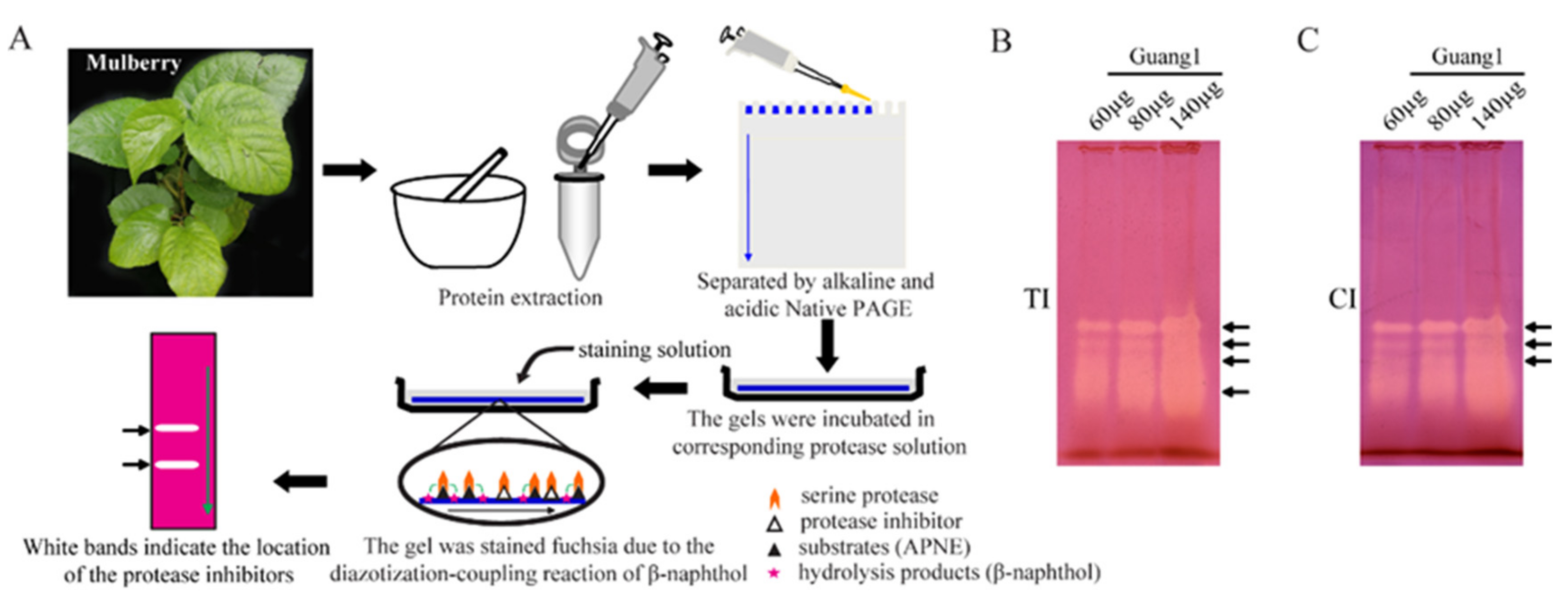 Molecules 27 01820 g001