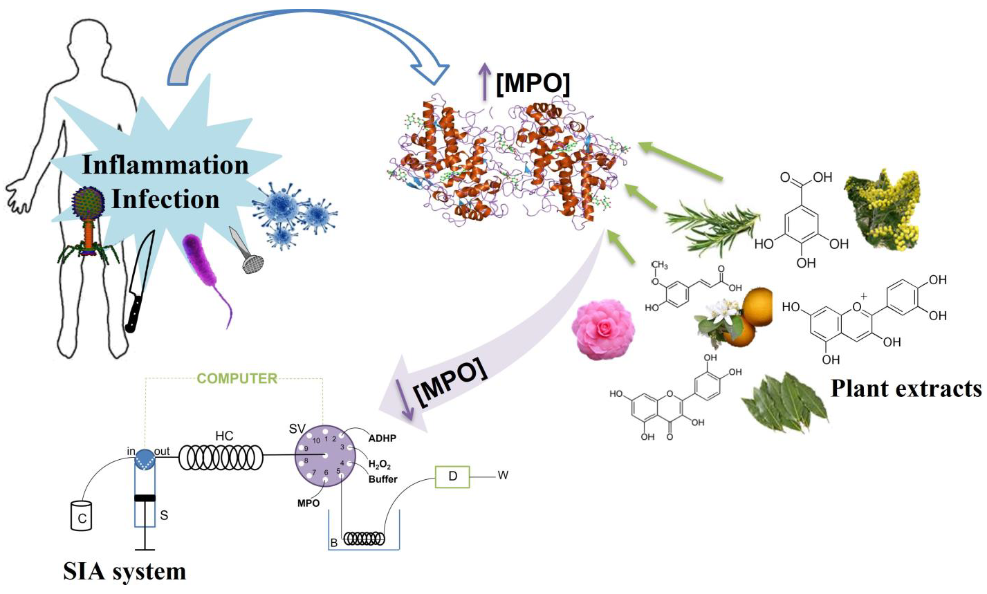 Molecules Free FullText Automatic Identification of Myeloperoxidase Natural Inhibitors in