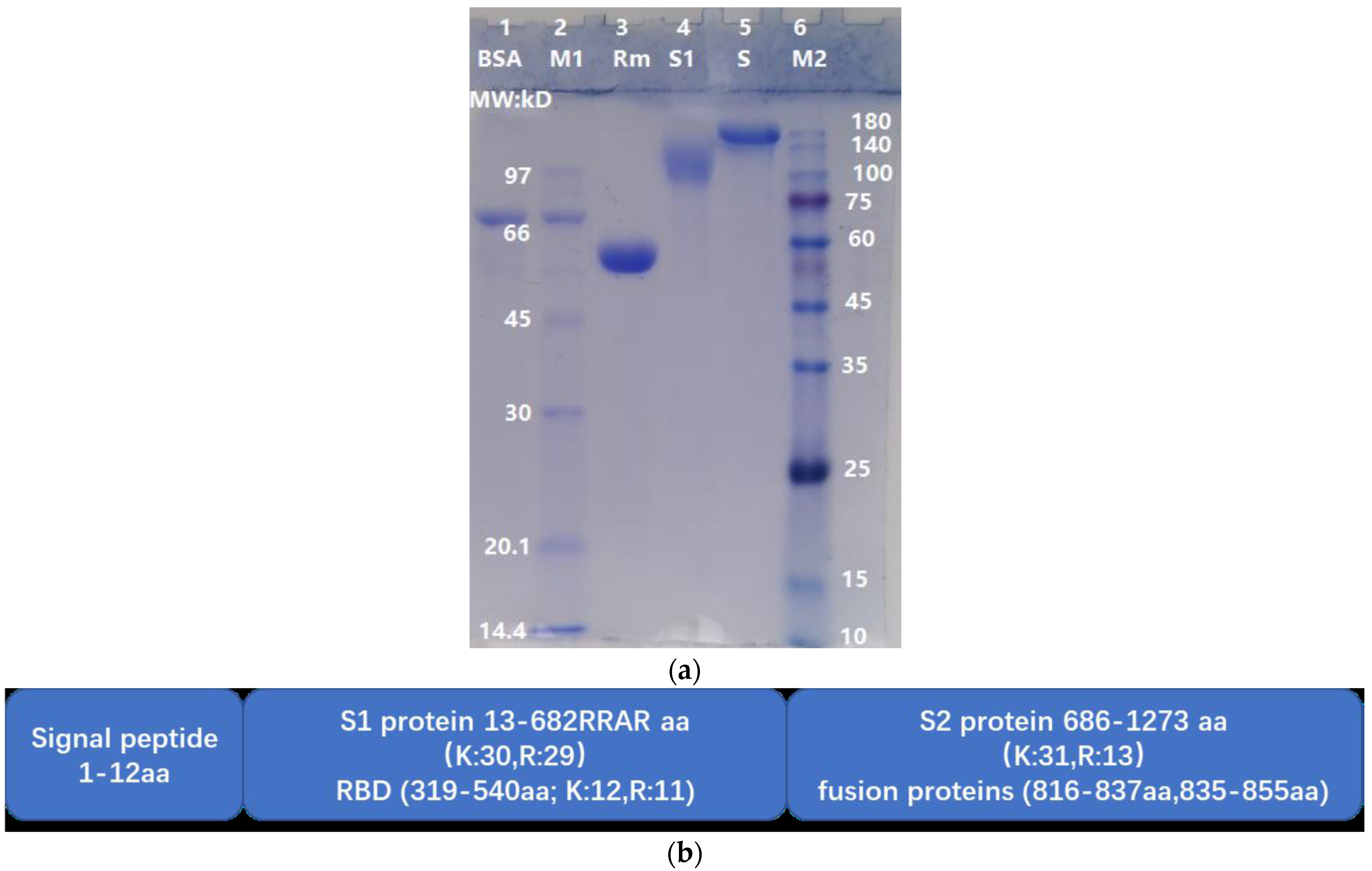 Blood plasma levels of the marker molecules, bovine IgG (BIgG, A