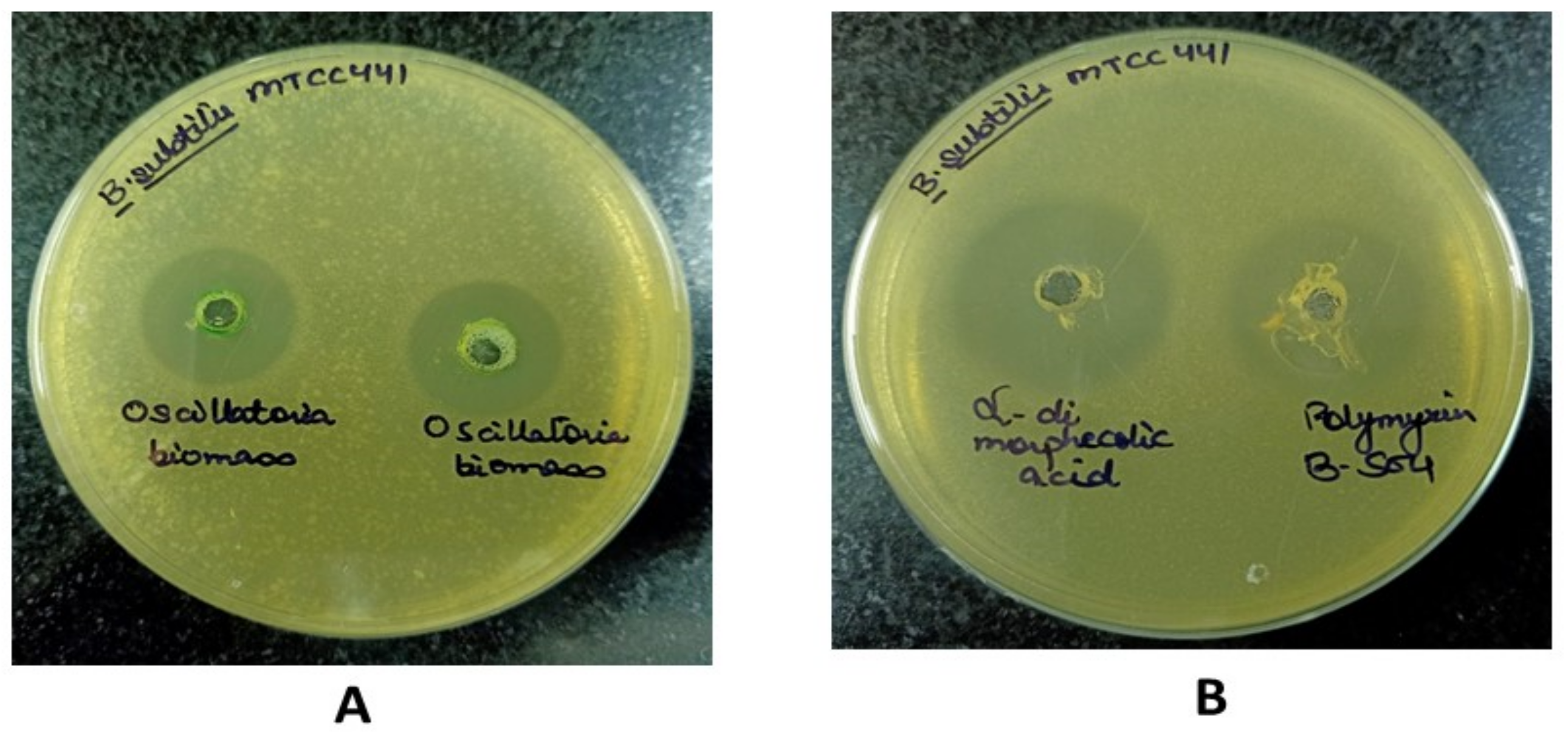 Molecules 27 01907 g010 550