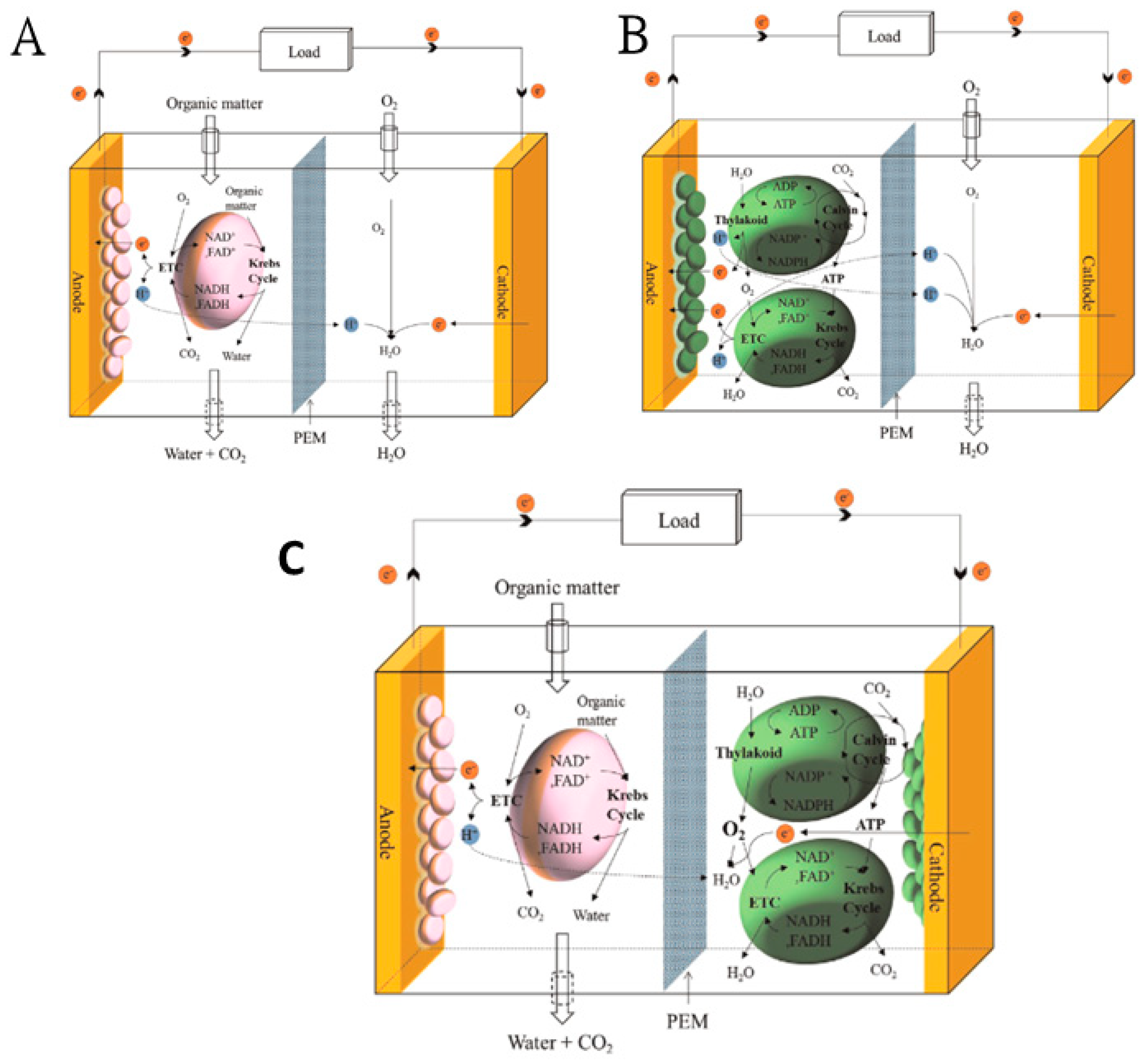 Molecules 27 01910 g005