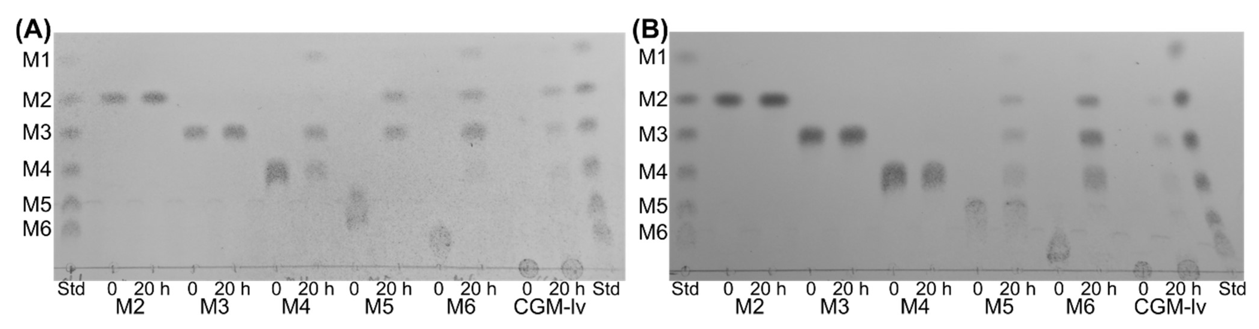 Molecules 27 01915 g004