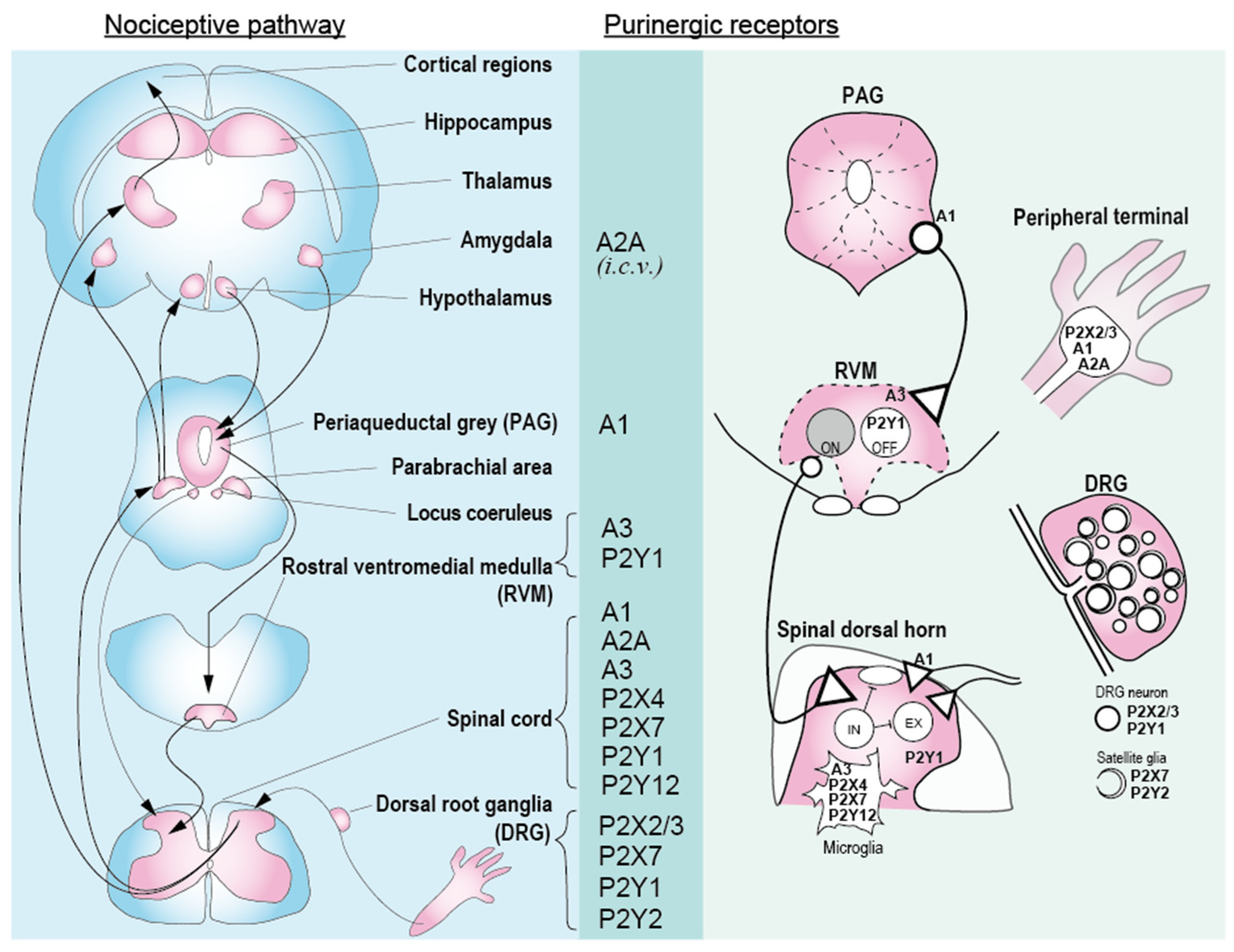 Molecules 27 01919 g001