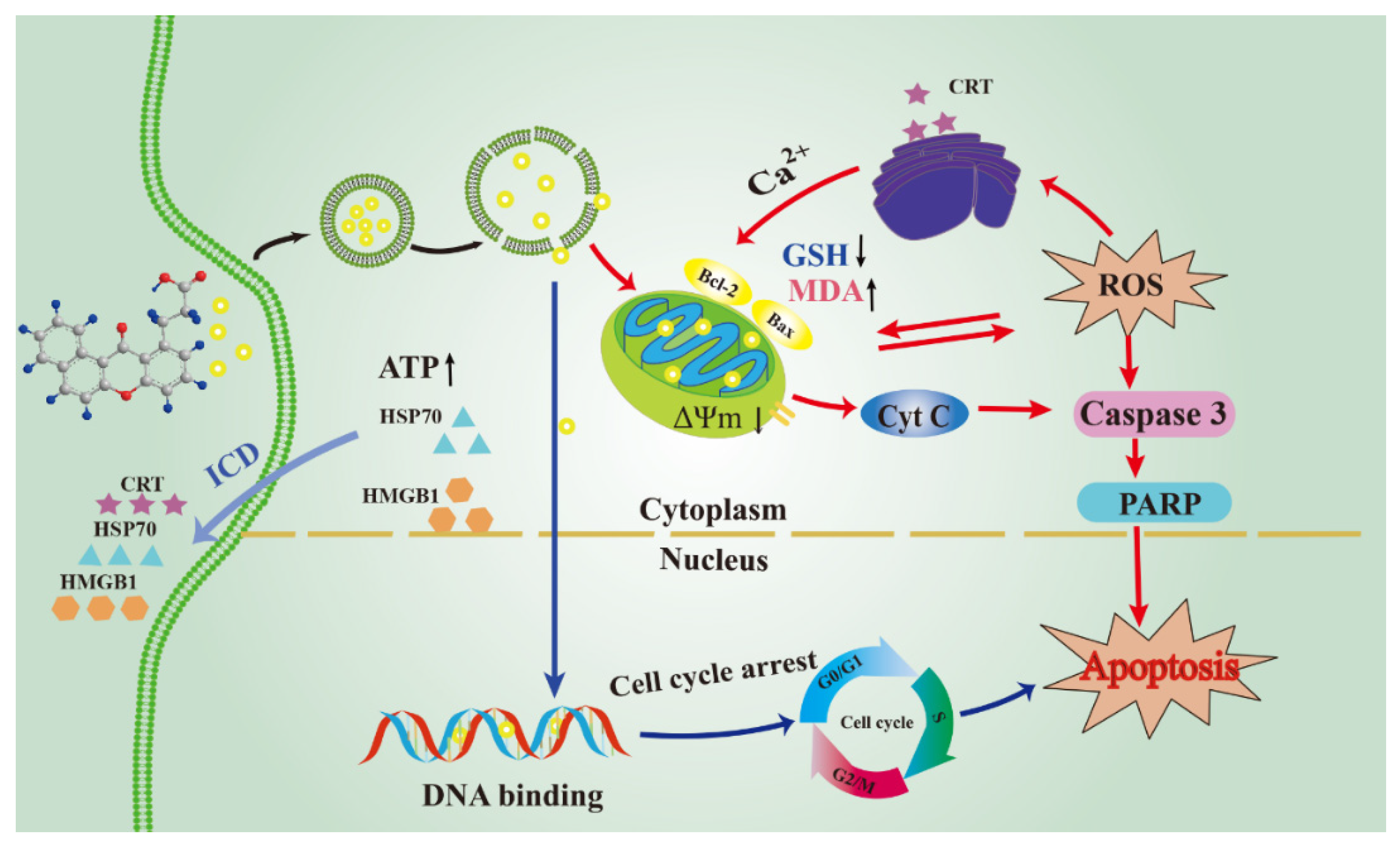 Molecules 27 01970 g012