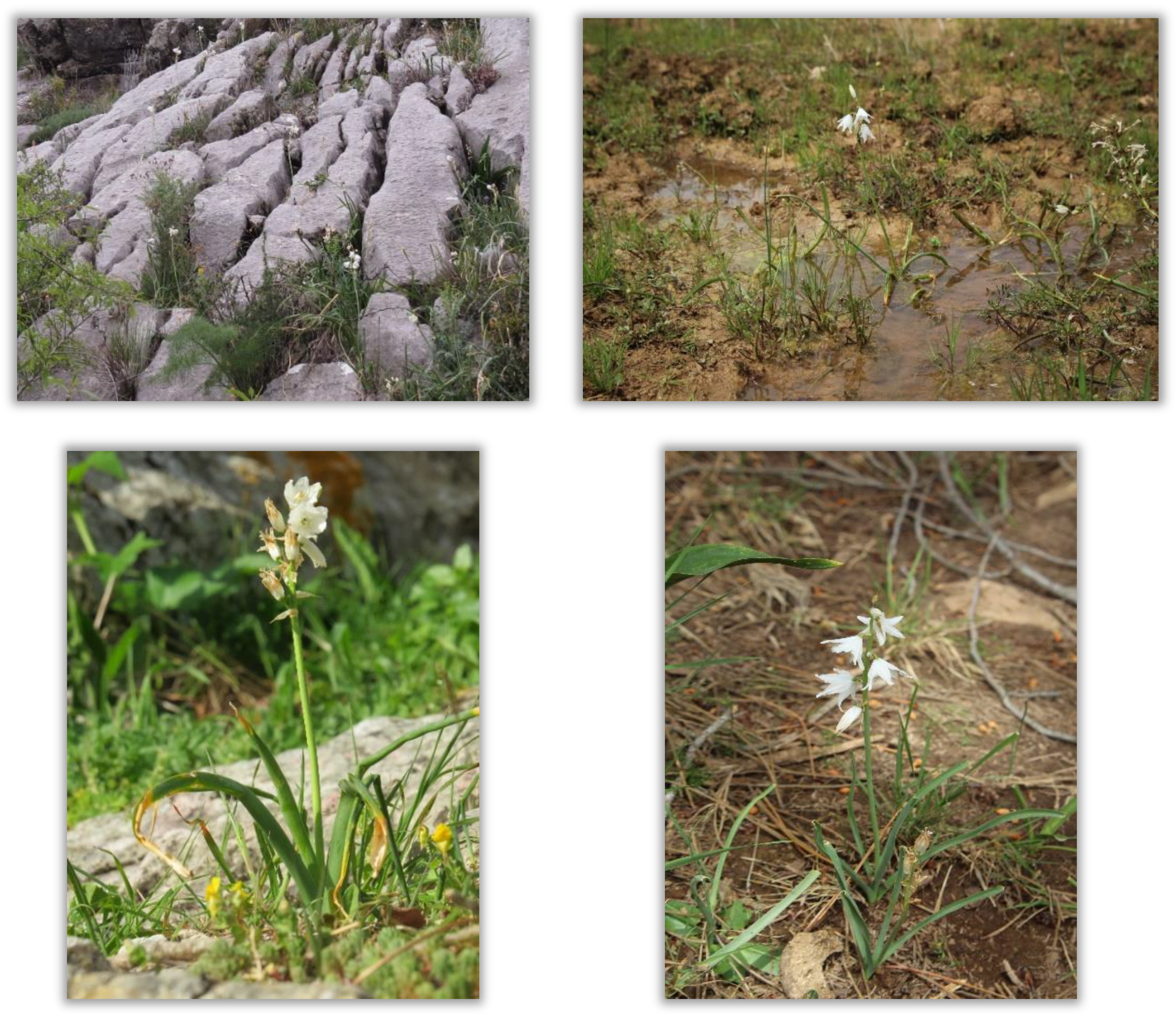 Molecules 27 01979 g001