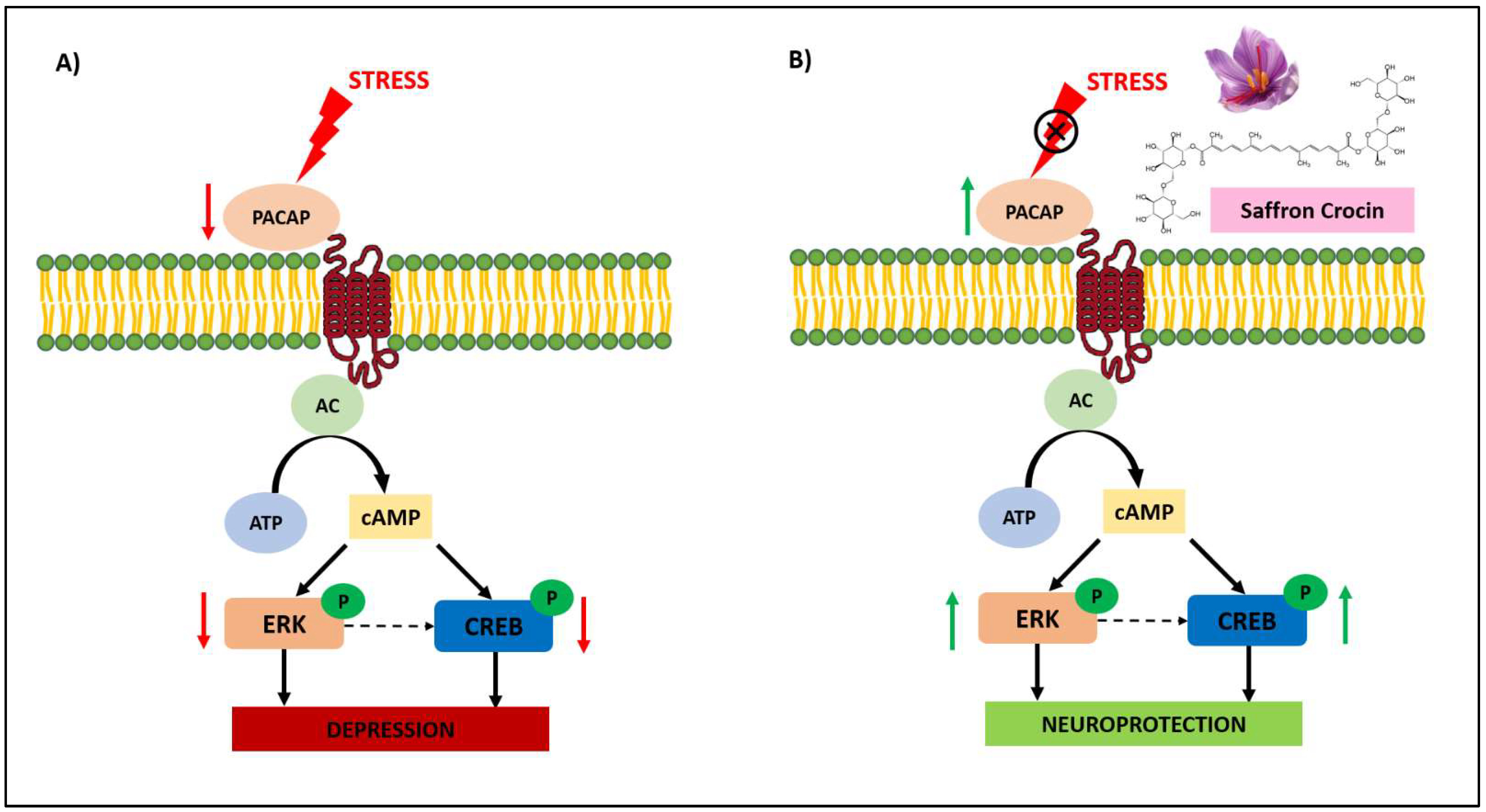Molecules Free FullText AntiDepressant Properties of Crocin