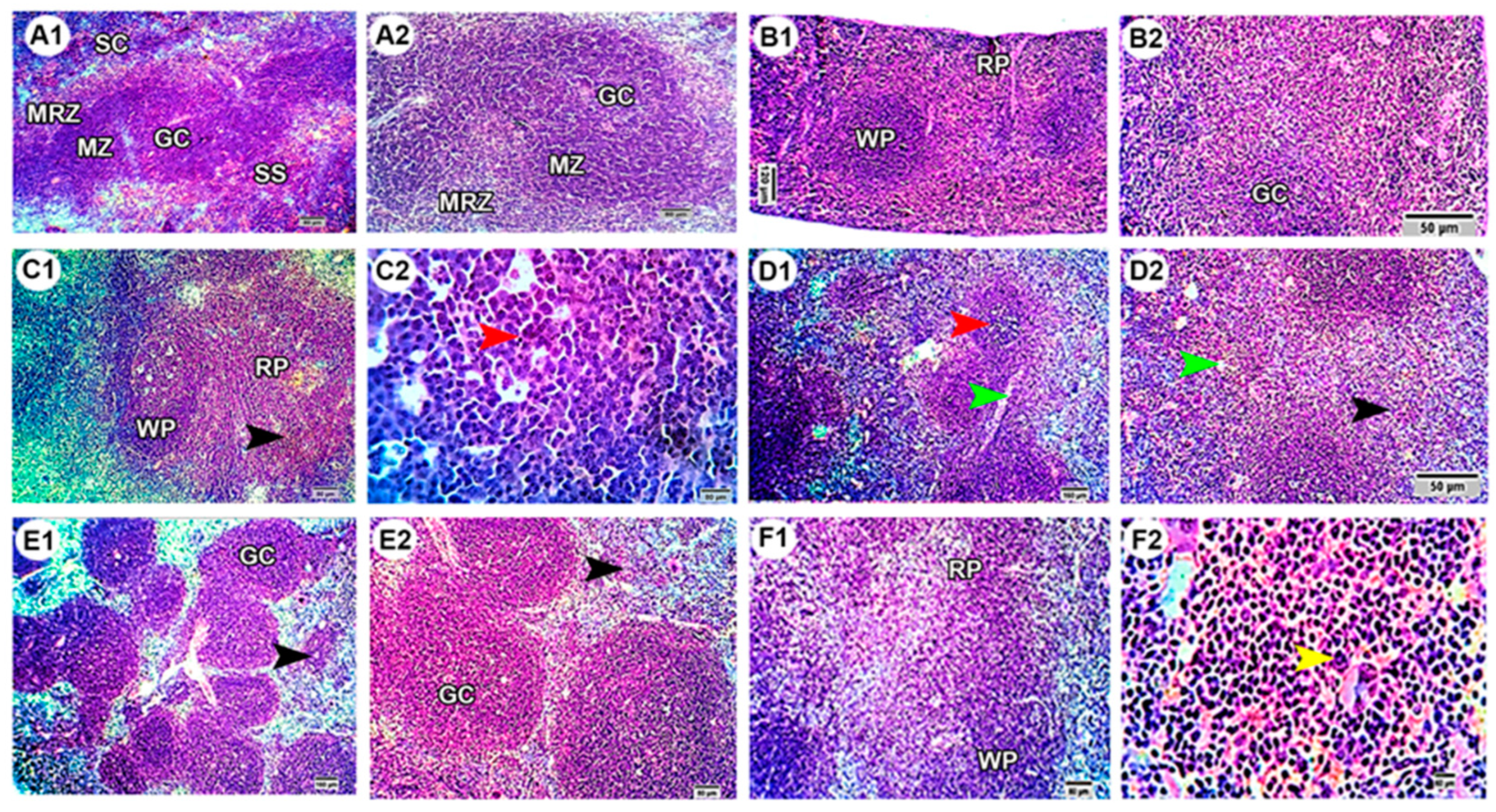 Molecules 27 02117 g005 550