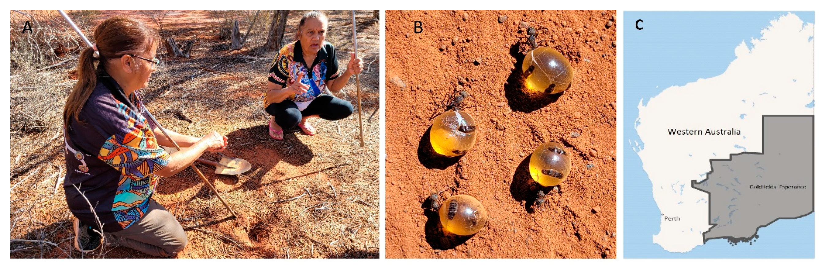 Molecules 27 02154 g002 550