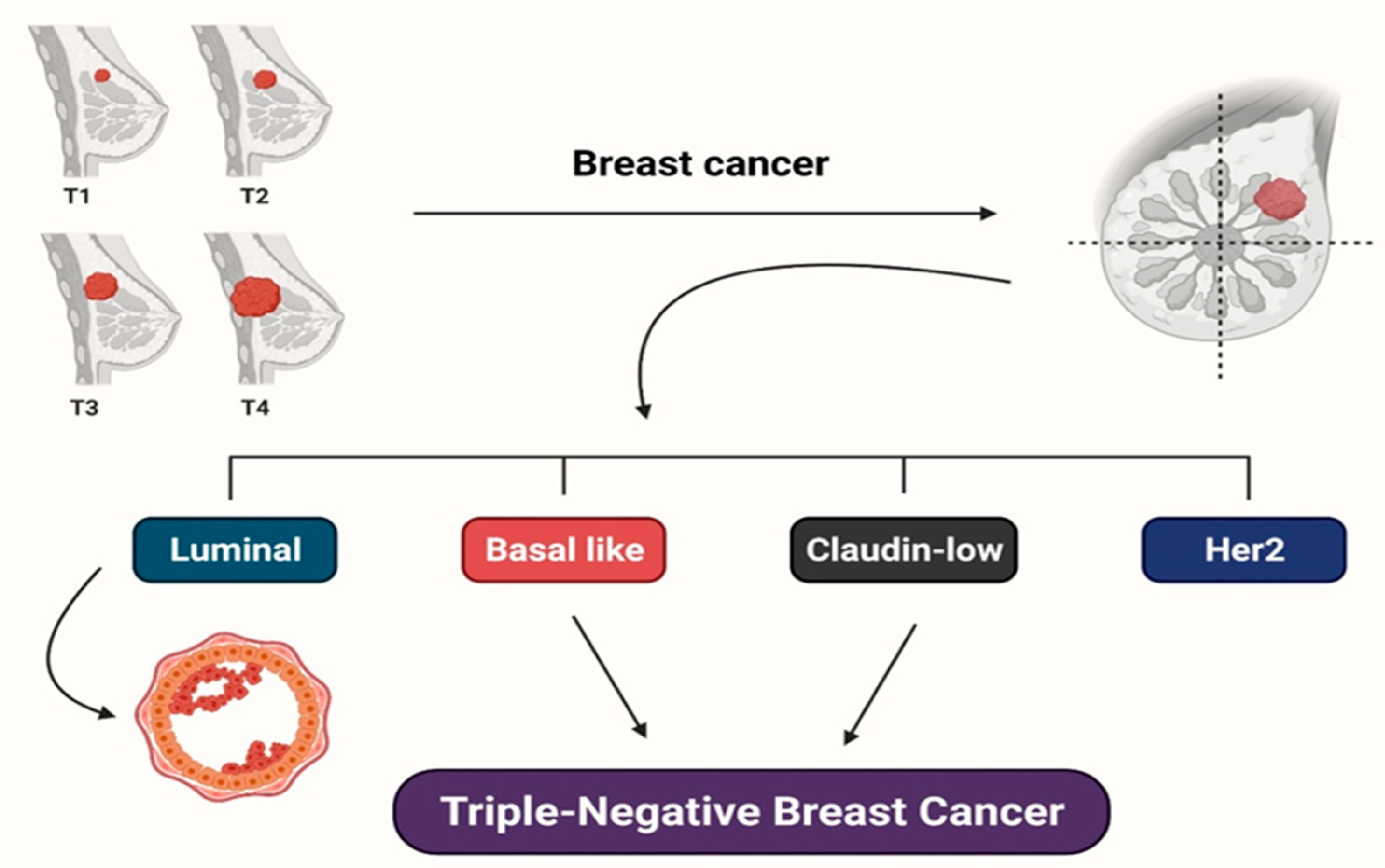 Intakt tilbage følelsesmæssig Molecules | Free Full-Text | Natural Small Molecules in Breast Cancer  Treatment: Understandings from a Therapeutic Viewpoint