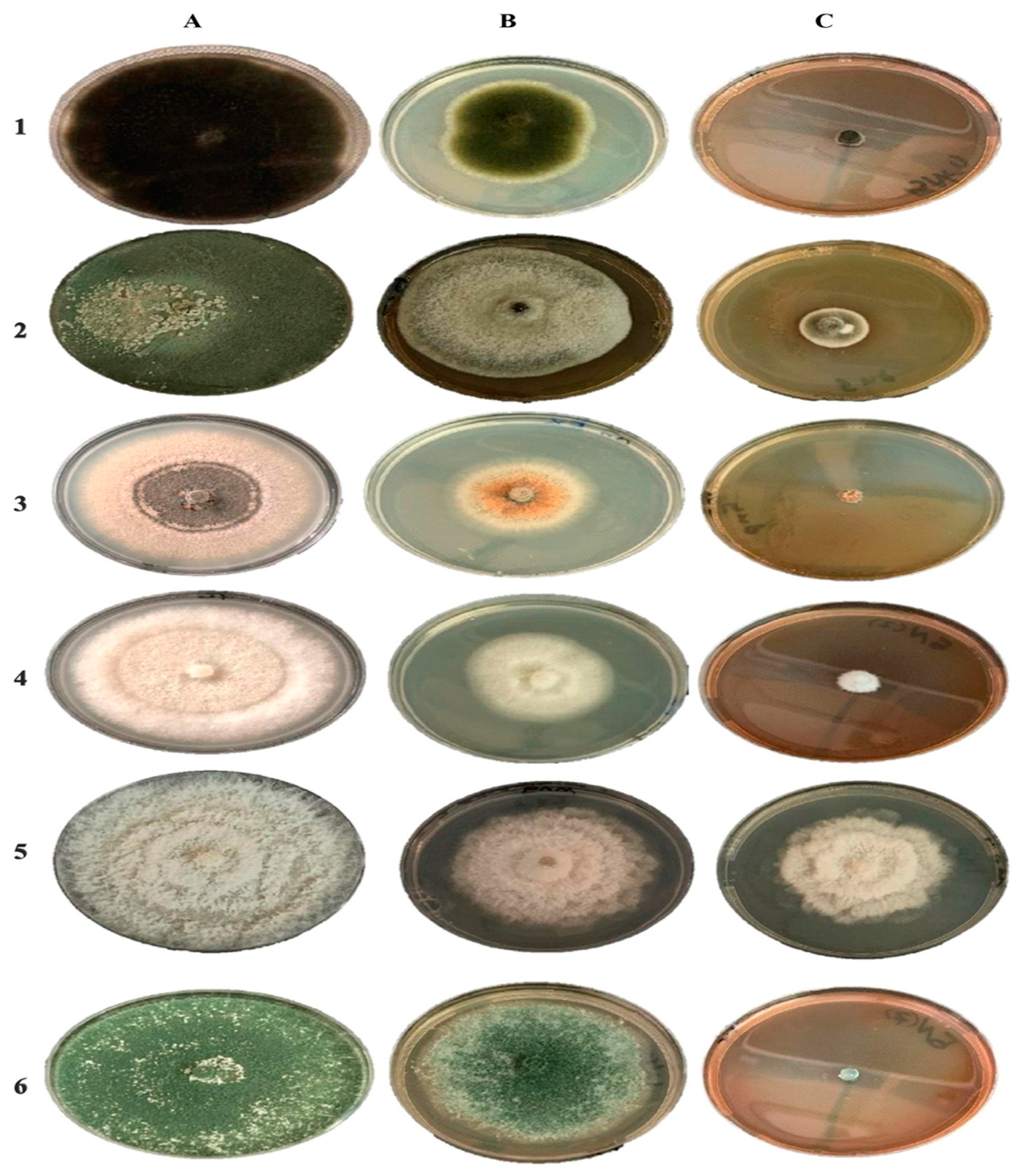 Molecules 27 02186 g007 Molecules 27 02186 g007