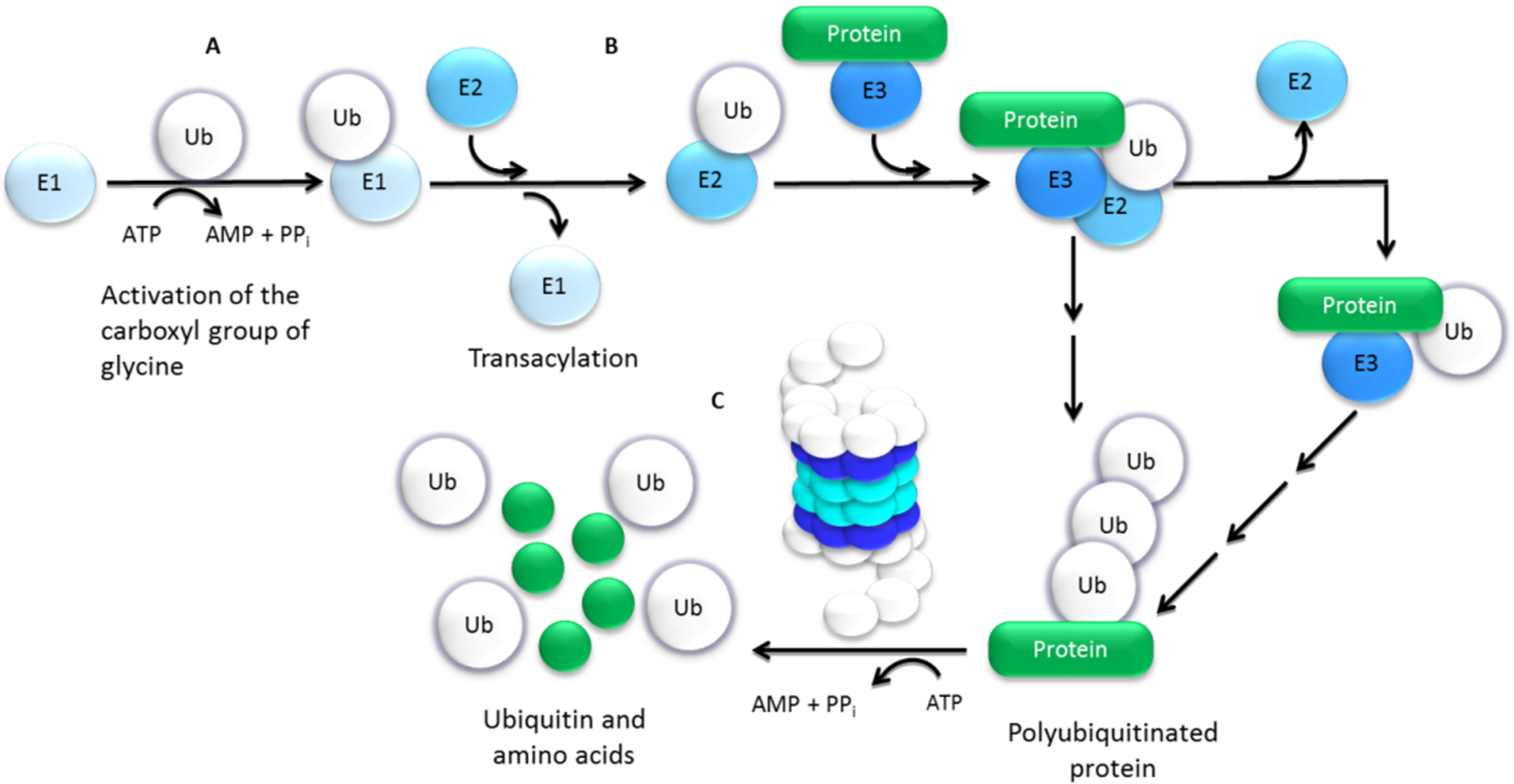 Molecules 27 02201 g003 Molecules 27 02201 g003