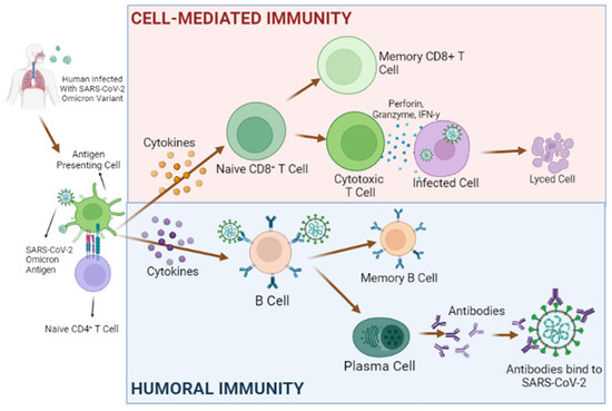 Delta vs. Omicron: Which COVID-19 variant will become dominant in the US? -  The Boston Globe