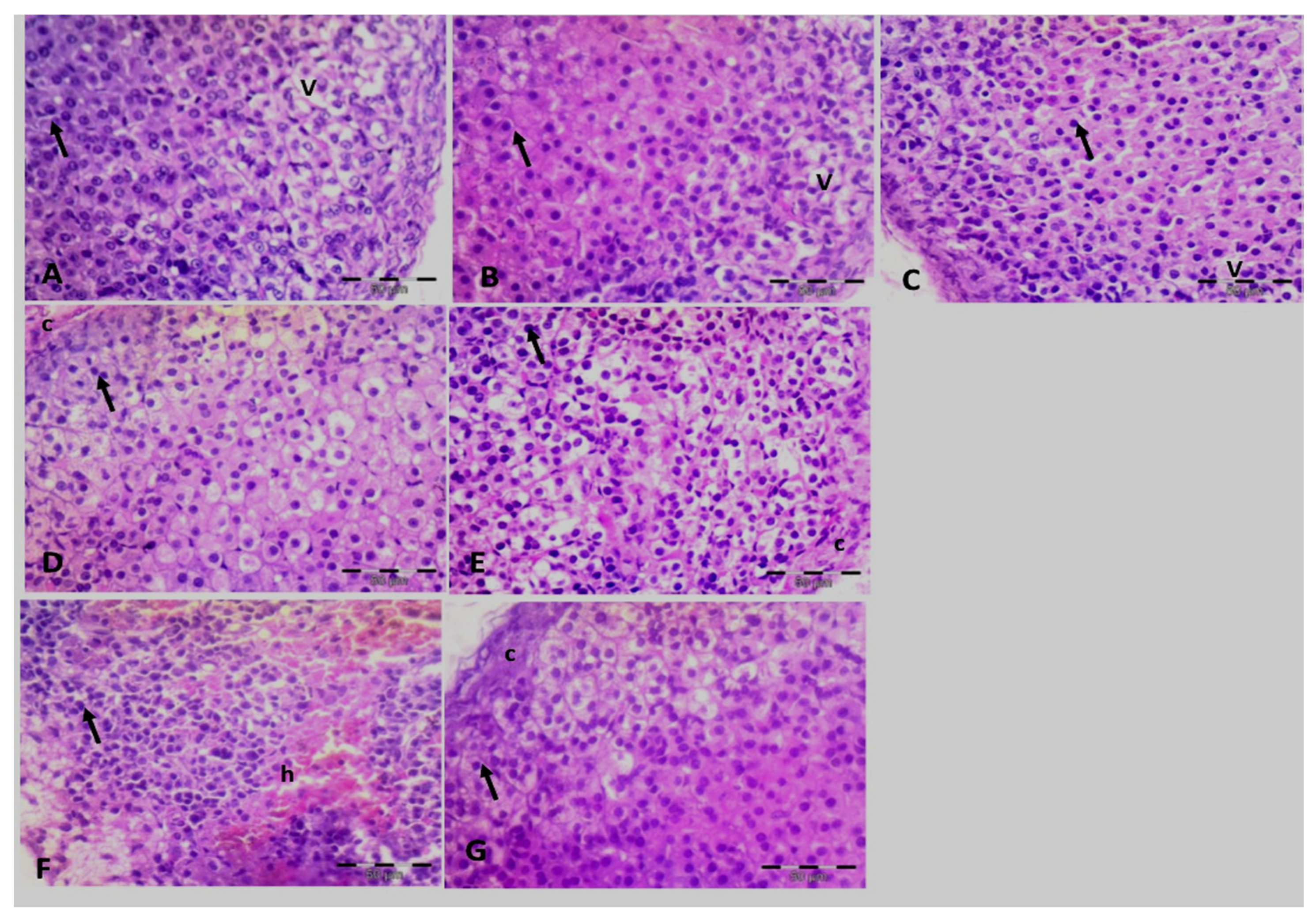 Molecules 27 02266 g013
