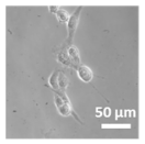 Molecules 27 02325 i012