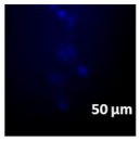 Molecules 27 02325 i013
