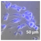 Molecules 27 02325 i018