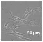 Molecules 27 02325 i020