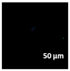 Molecules 27 02325 i025