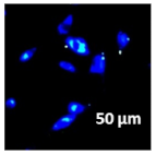 Molecules 27 02325 i029