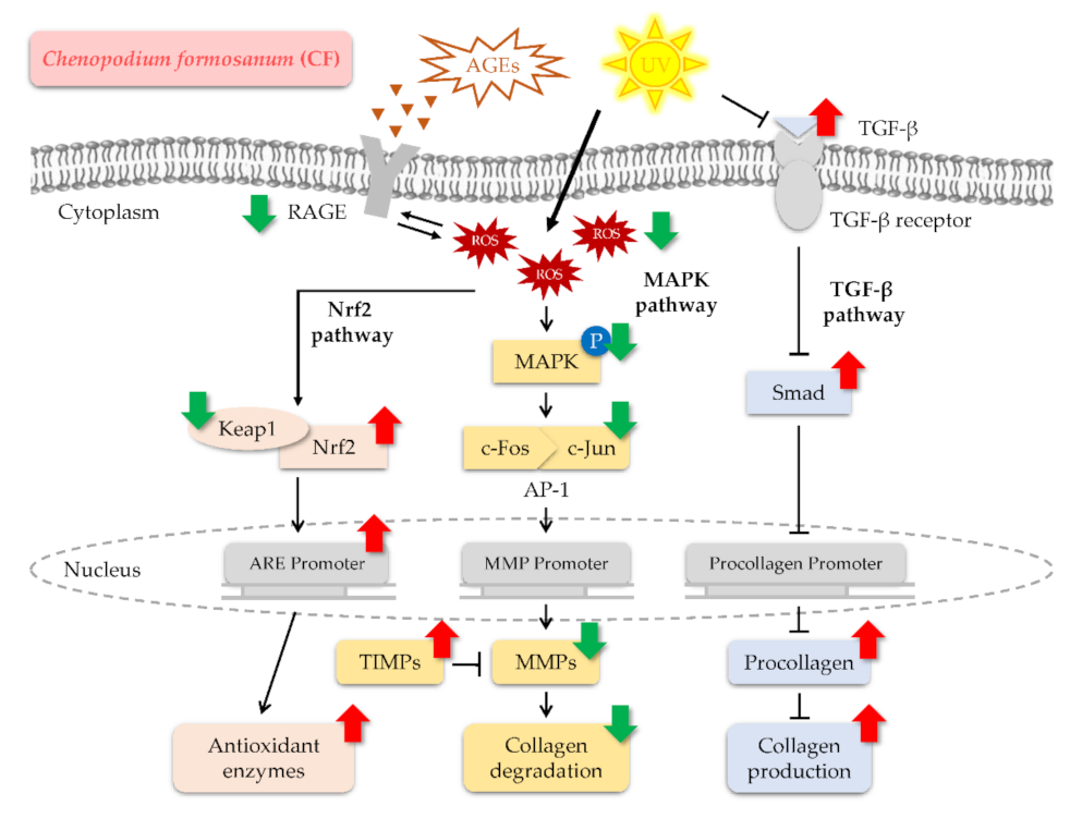Molecules 27 02332 g013 550