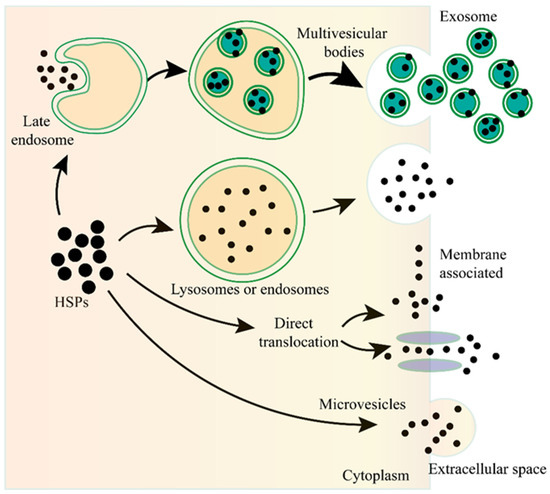 Extracellular HSPs: The Potential Target for Human Disease